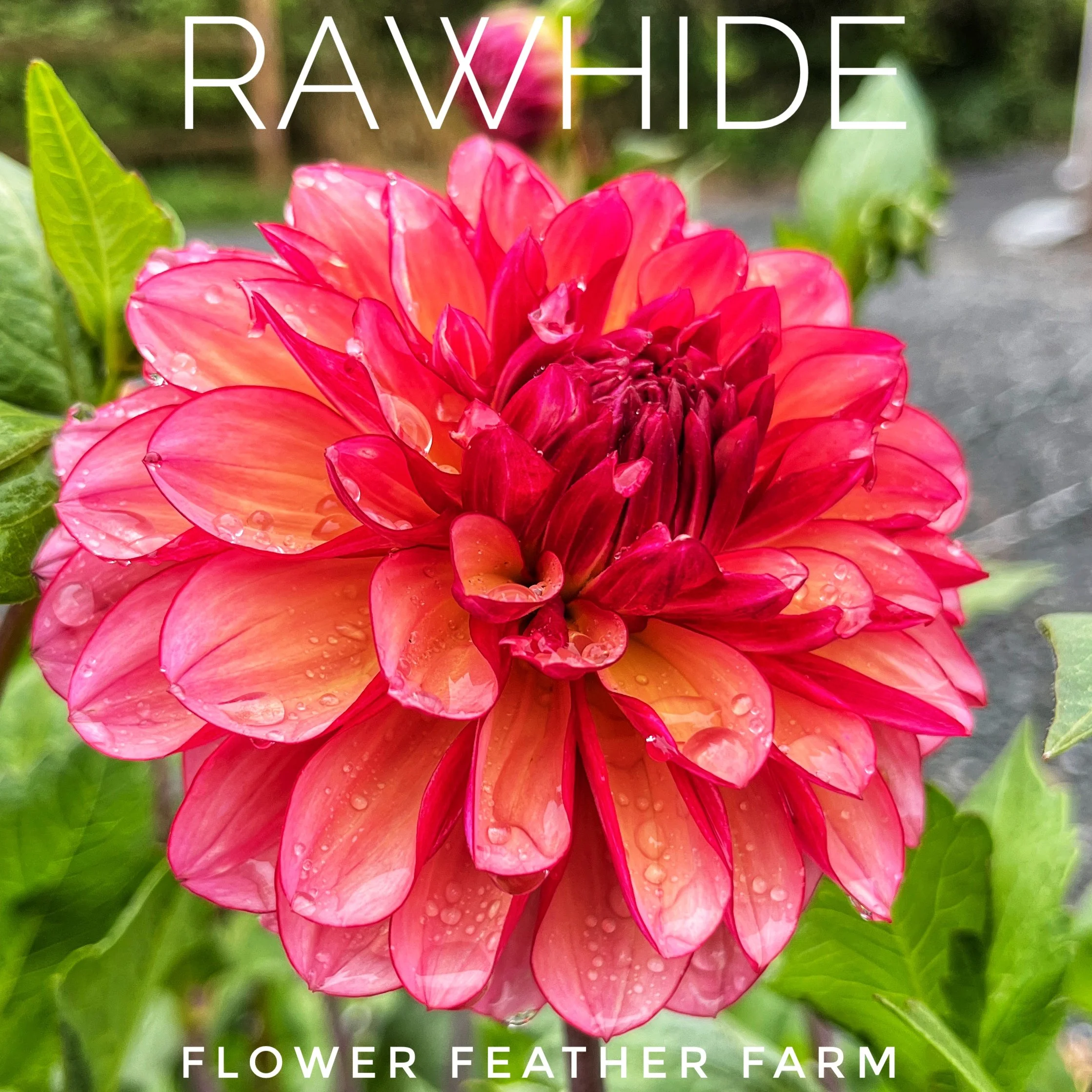 Rawhide Dahlia at Flower Feather Farm, chicks & dahlias