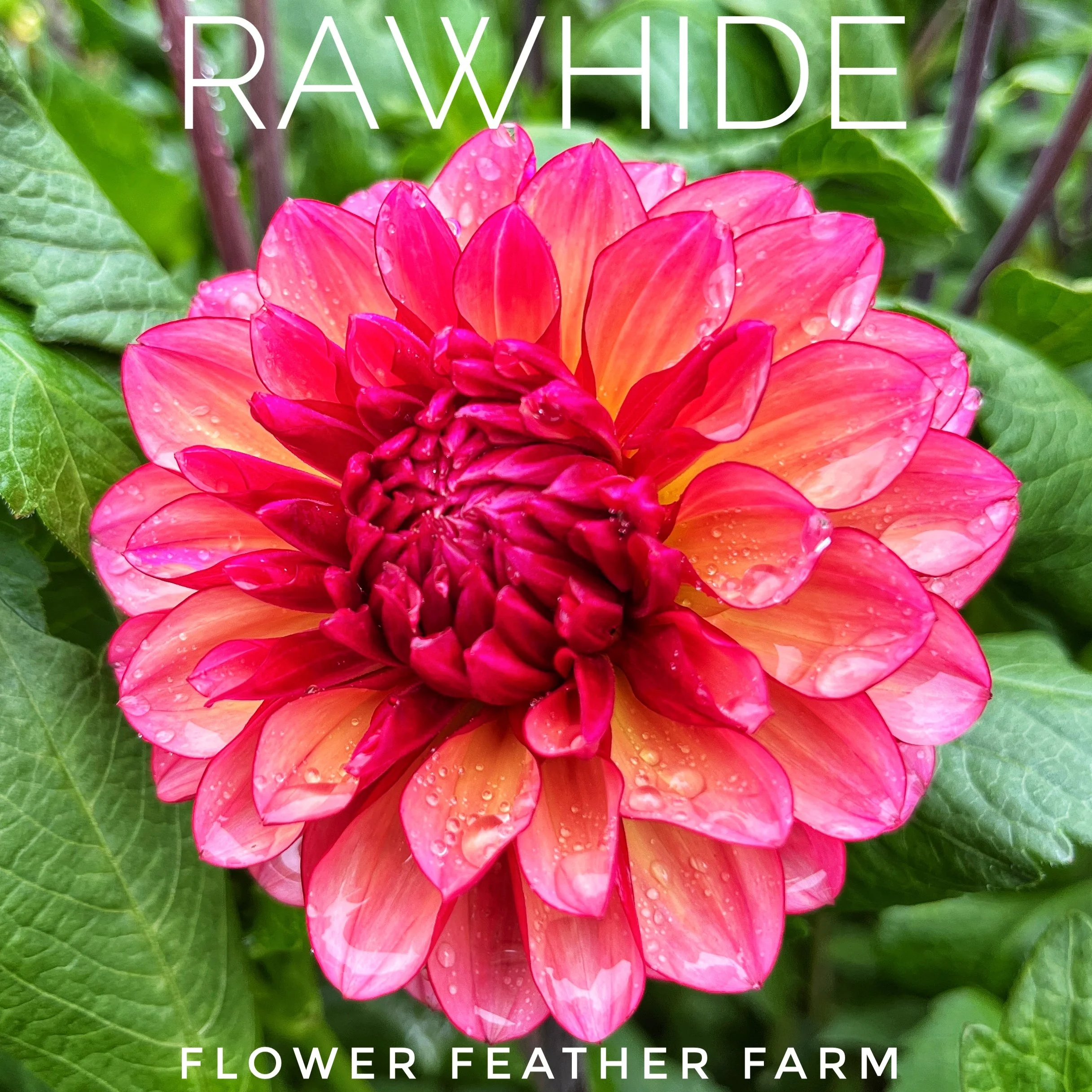 Rawhide Dahlia at Flower Feather Farm, chicks & dahlias