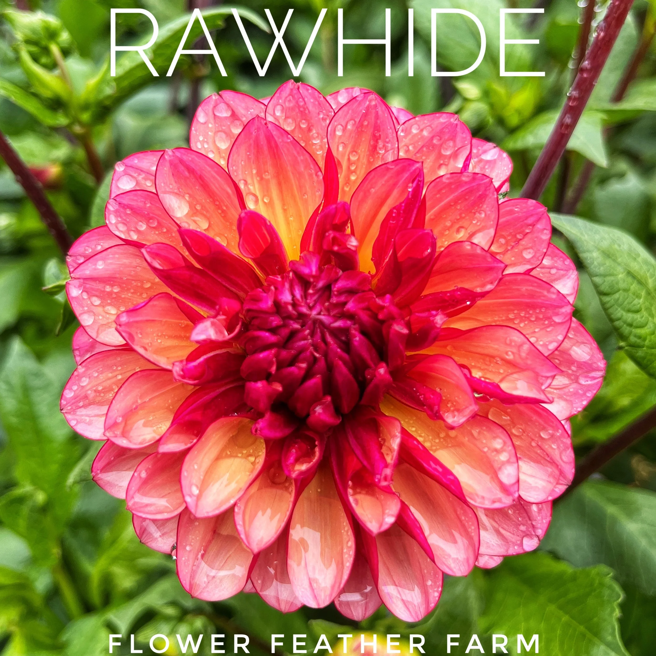 Rawhide Dahlia at Flower Feather Farm, chicks & dahlias