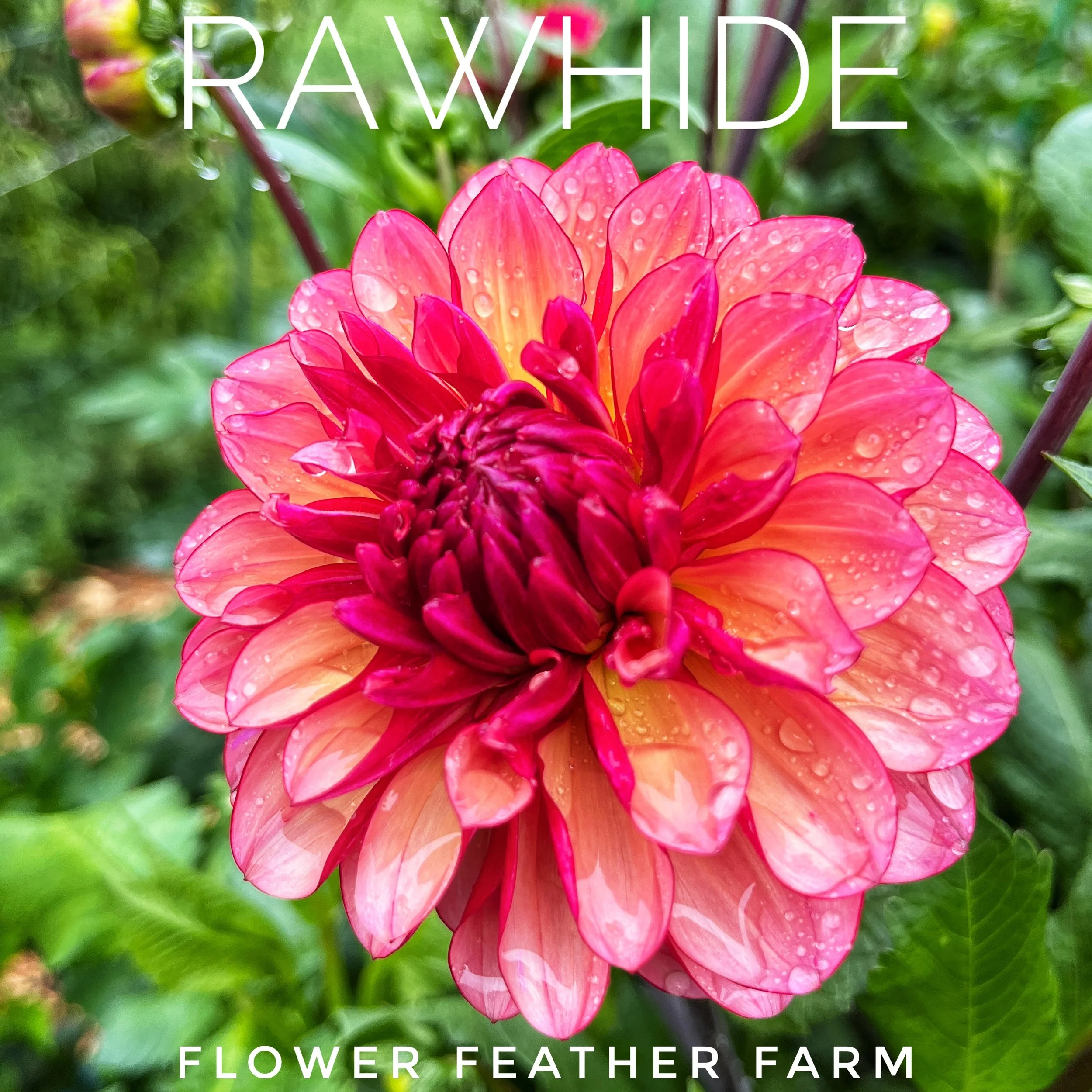 Miss Brandy Dahlia at Flower Feather Farm, chicks & dahlias, a dahlia farm near you
