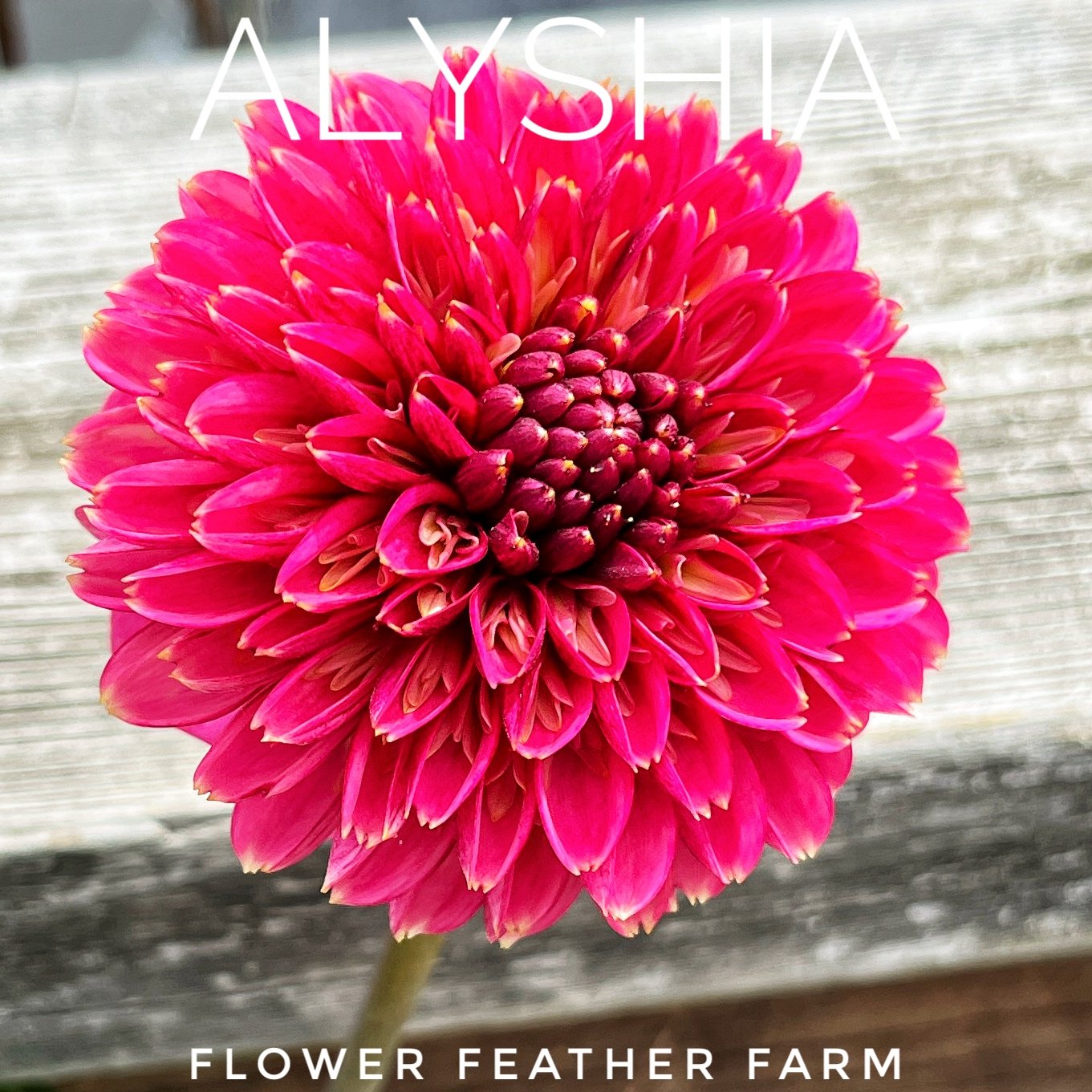 Alysia Dahlia, an anemone dahlia, at Flower Feather Farm, chicks & dahlias