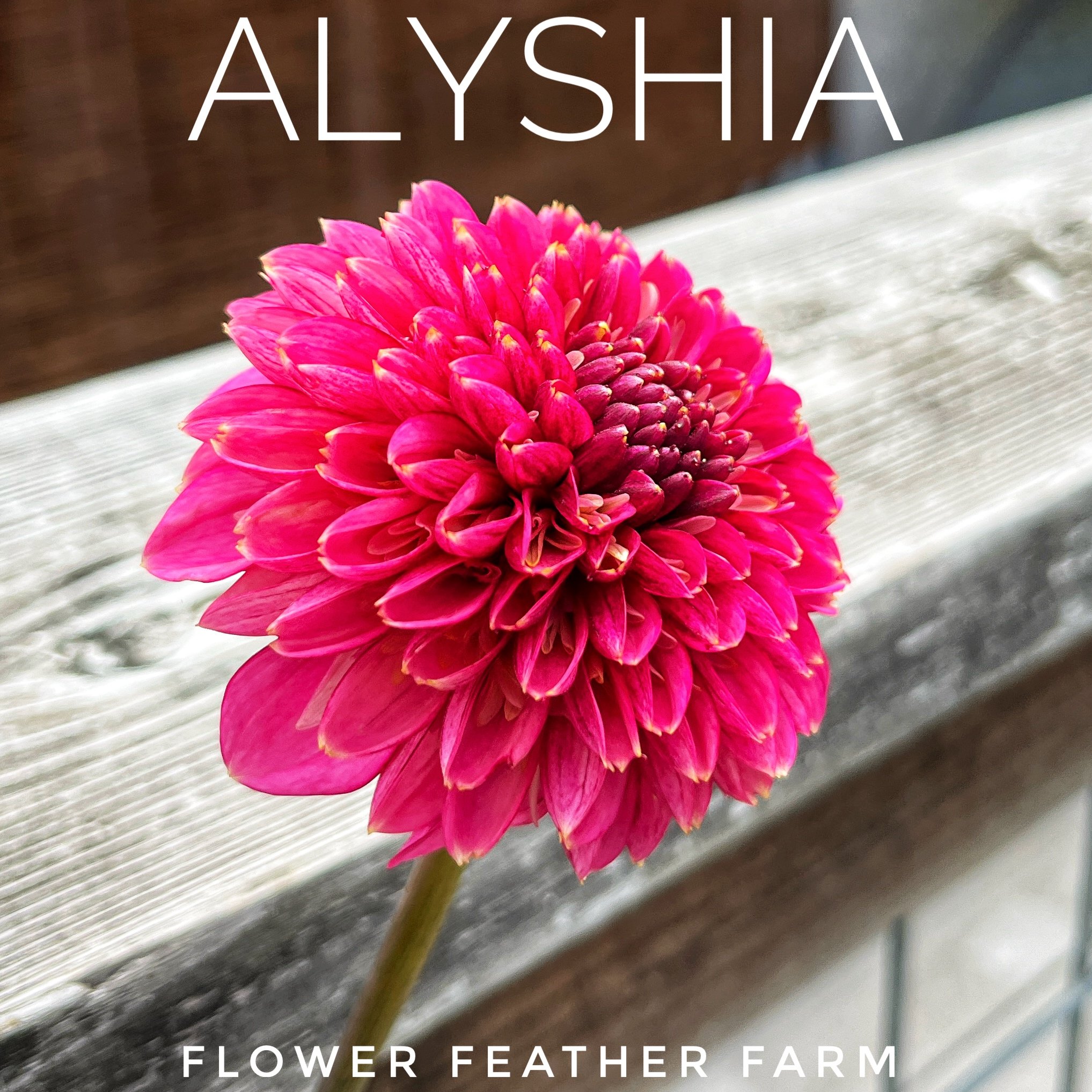 Alyshia Dahlia Tuber A39