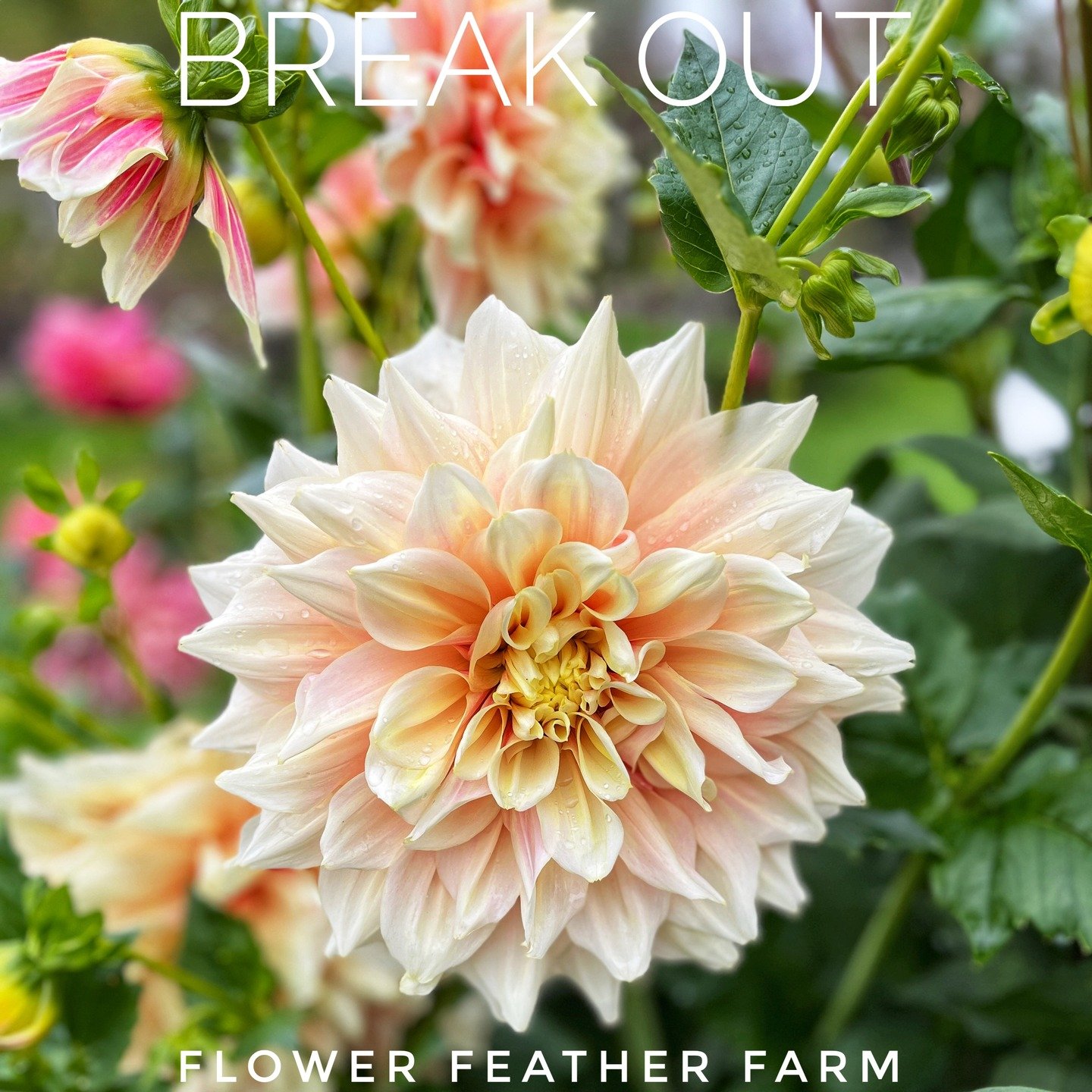 Recounted and restocked and marked down the tubers. Use discount code MAYSALE to get 25% off even the marked down prices. https://www.flowerfeatherfarm.com/dahlia-tubers