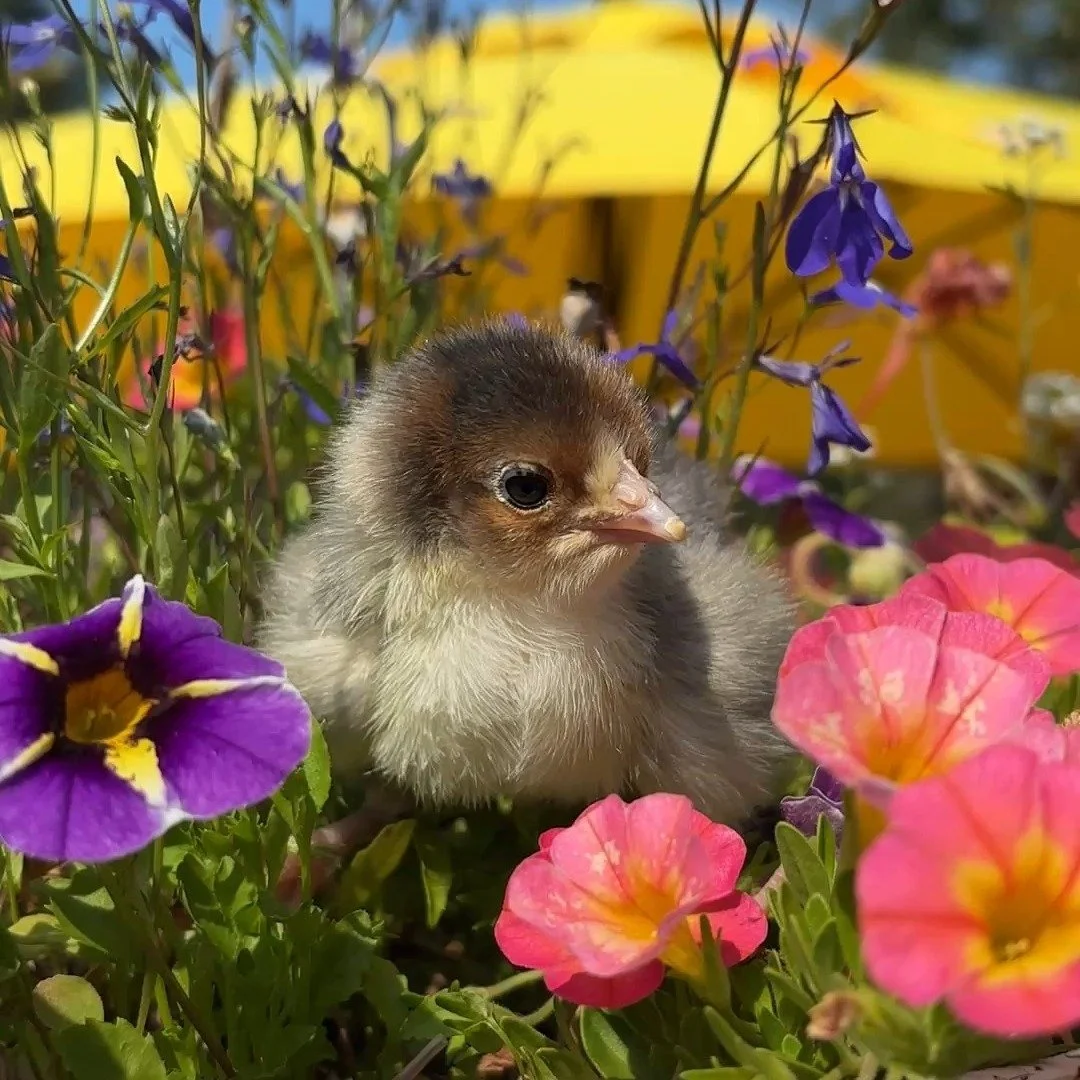 Chicks available for pick-up in Bellingham today. Hatched 8/25 and still young enough to sneak under your broody hen if you use the vanilla trick. 

1 Ermine Ameraucana
5 Swedish Flower Hen
1 Wheaten/Blue Wheaten/Splash Ameraucana
1 Wheaten Olive Egg
