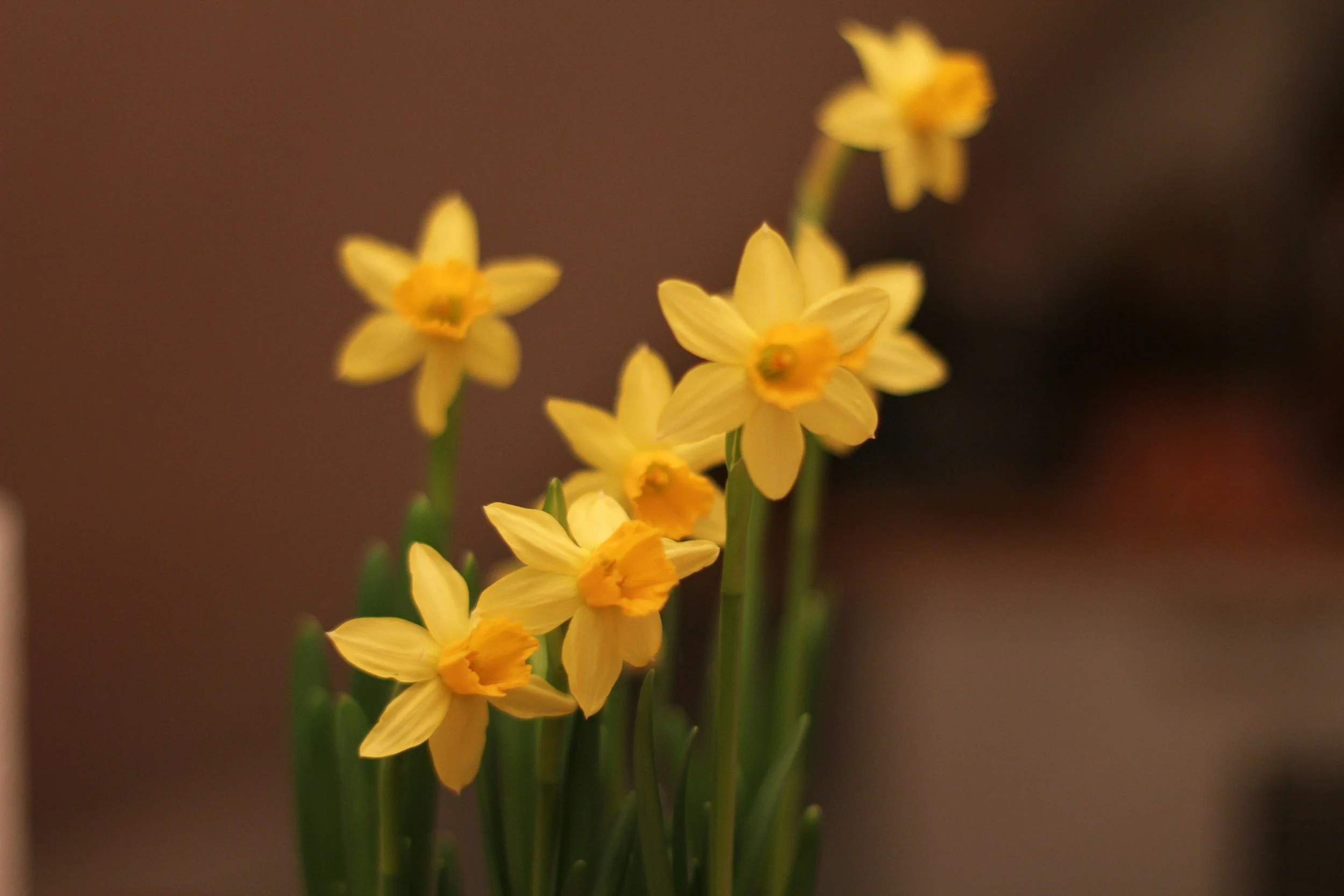miniature daffodil