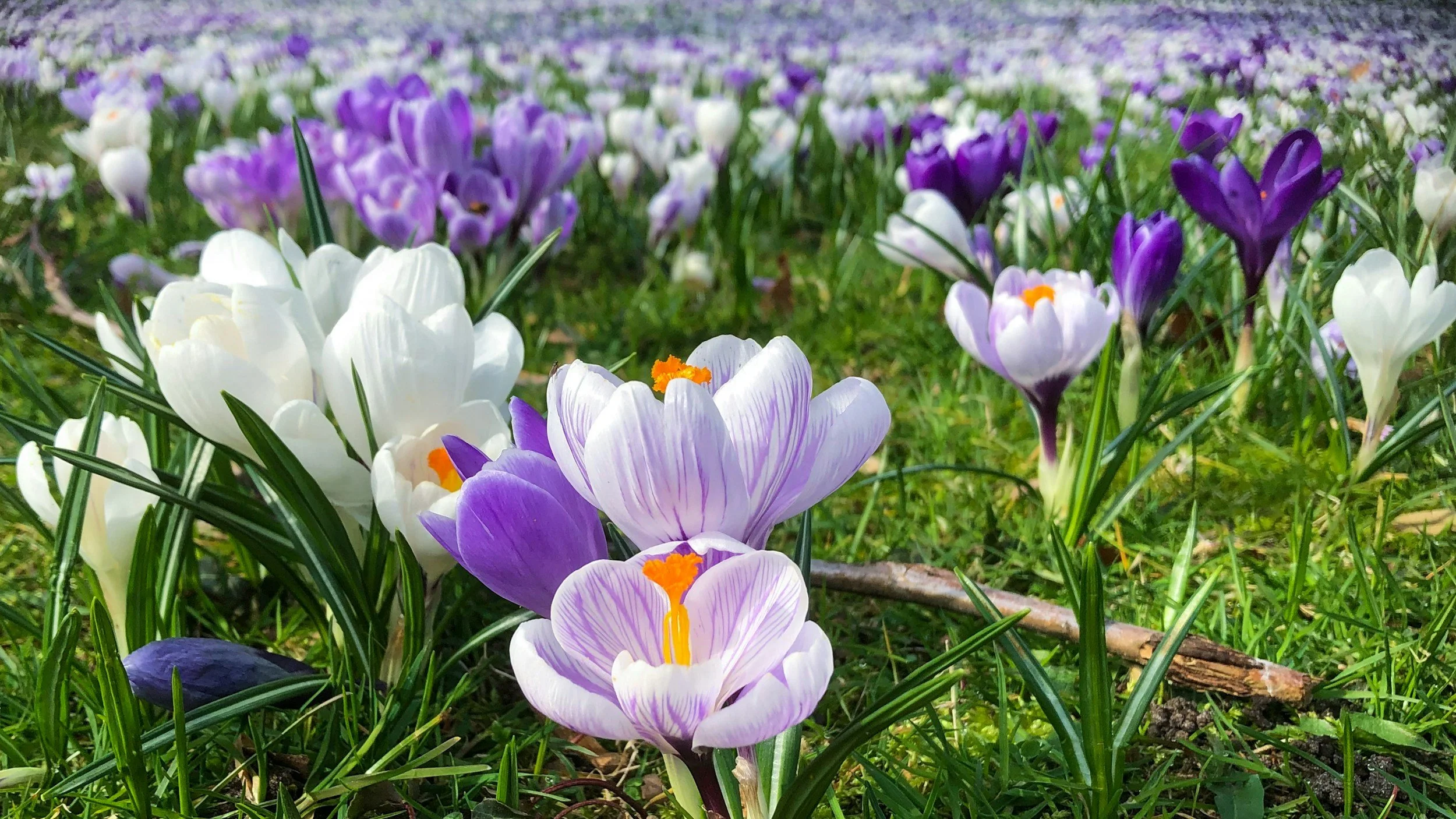 Spring Crocus