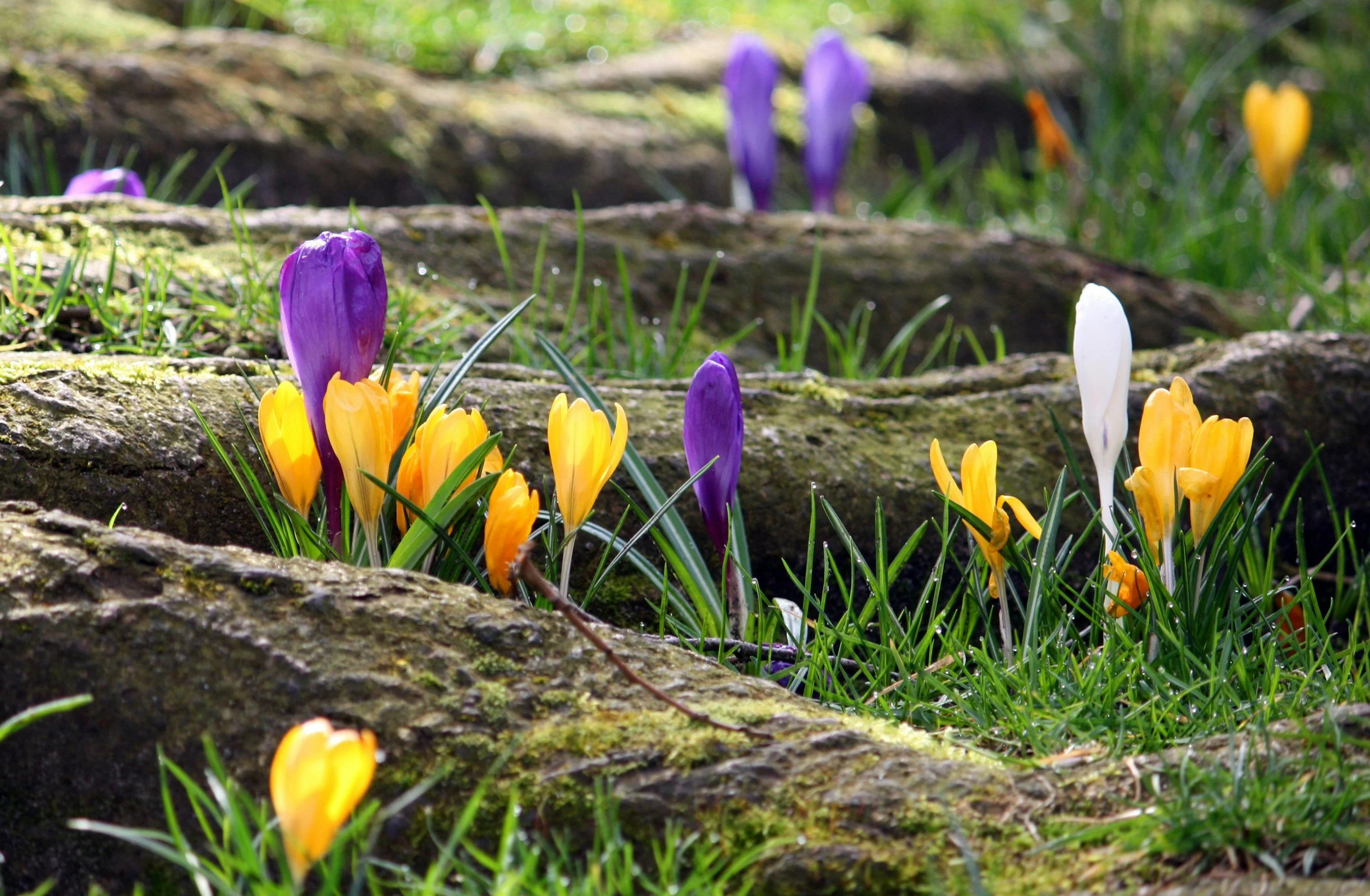 Spring Crocus