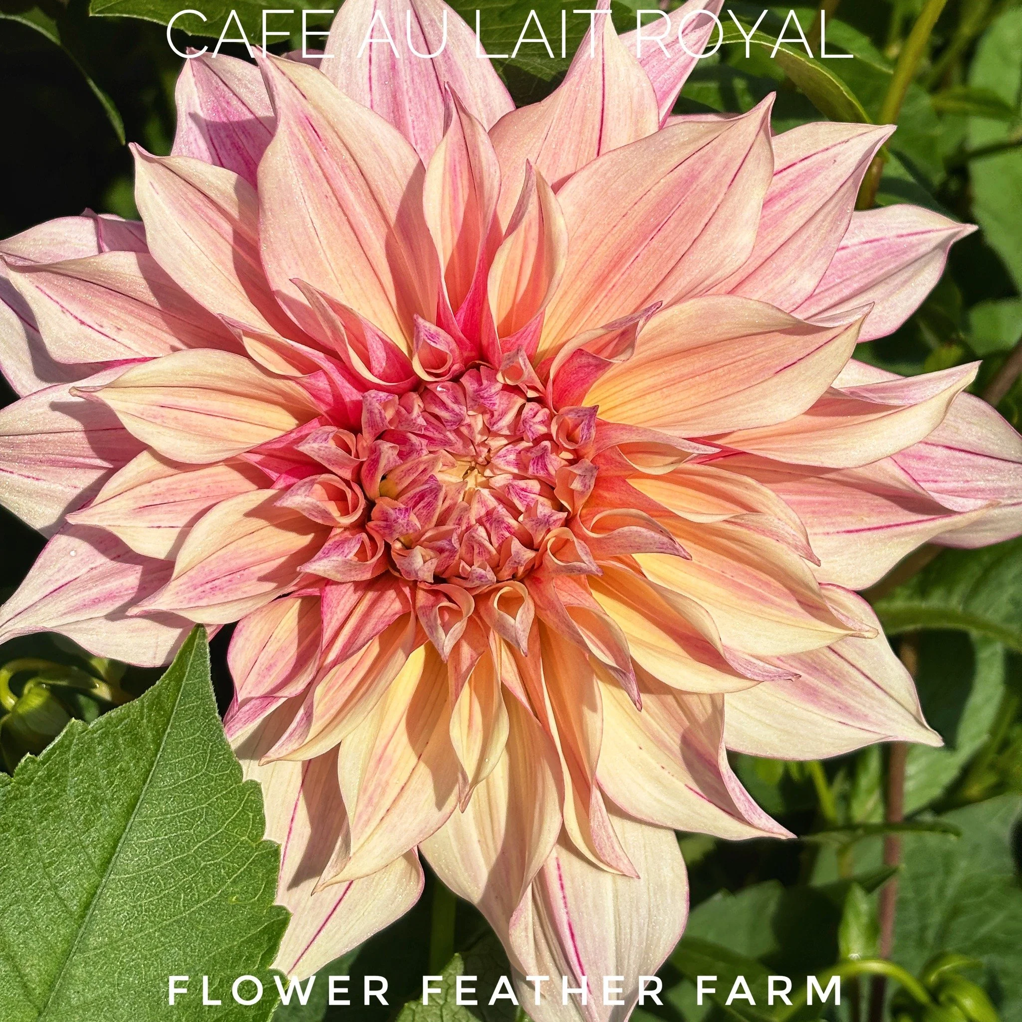 Cafe au Lait Royal: Huge soft pink bloom with pops of purple and white &mdash; is stunning on its own or in a bouquet.

Bloom Size: 10&rdquo;; Height: 3-4&rsquo;; Type: Decorative

 #cafeaulaitroyal #caf&eacute;aulaitroyal #cafeaulaitroyale #cafeaula