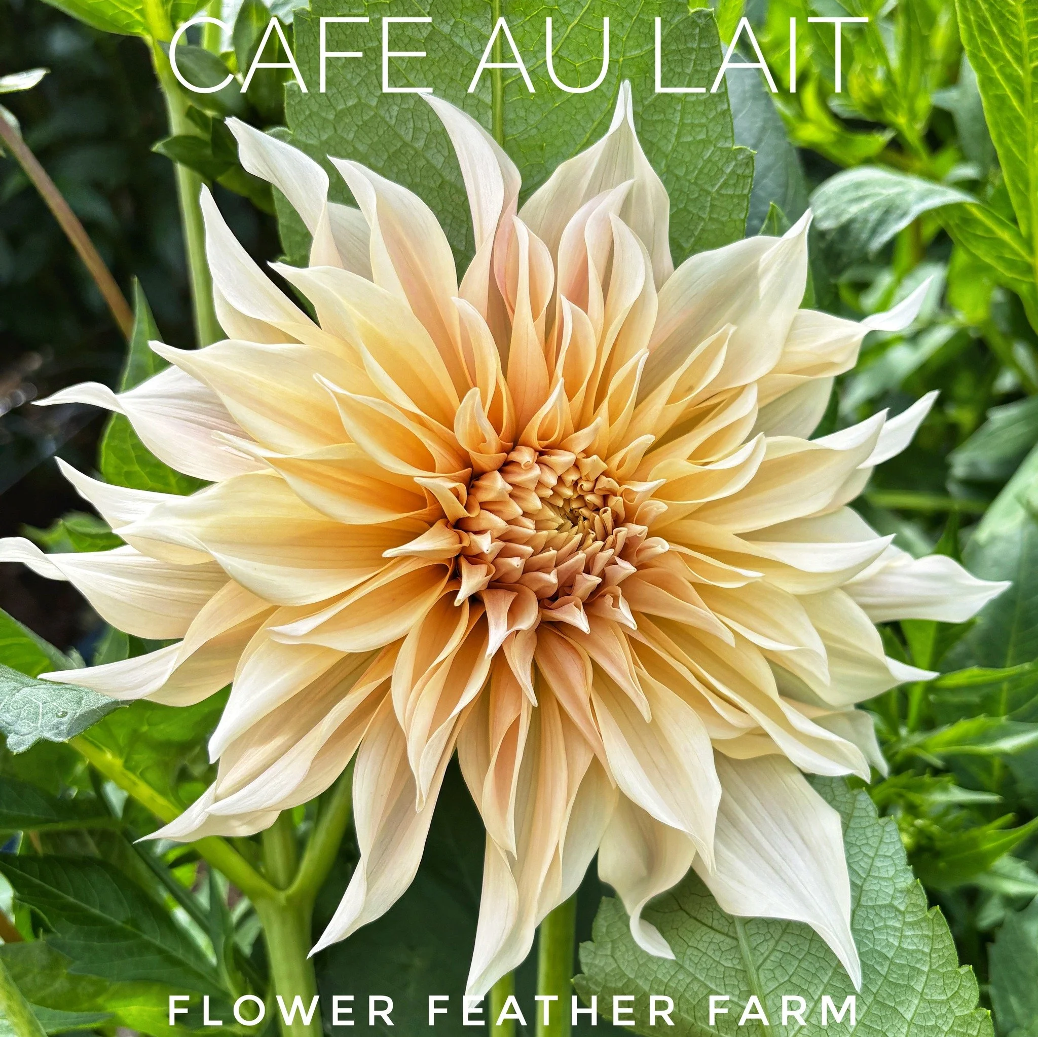 Cafe au Lait : I will never tire of Cafe au Lait Dahilas, no matter if they are in or out of fashion. There is something sculptural about the delicate creamy caramely peachy petals that changes with the lighting.

Bloom Size: 8-10 inches; Height: 3-4
