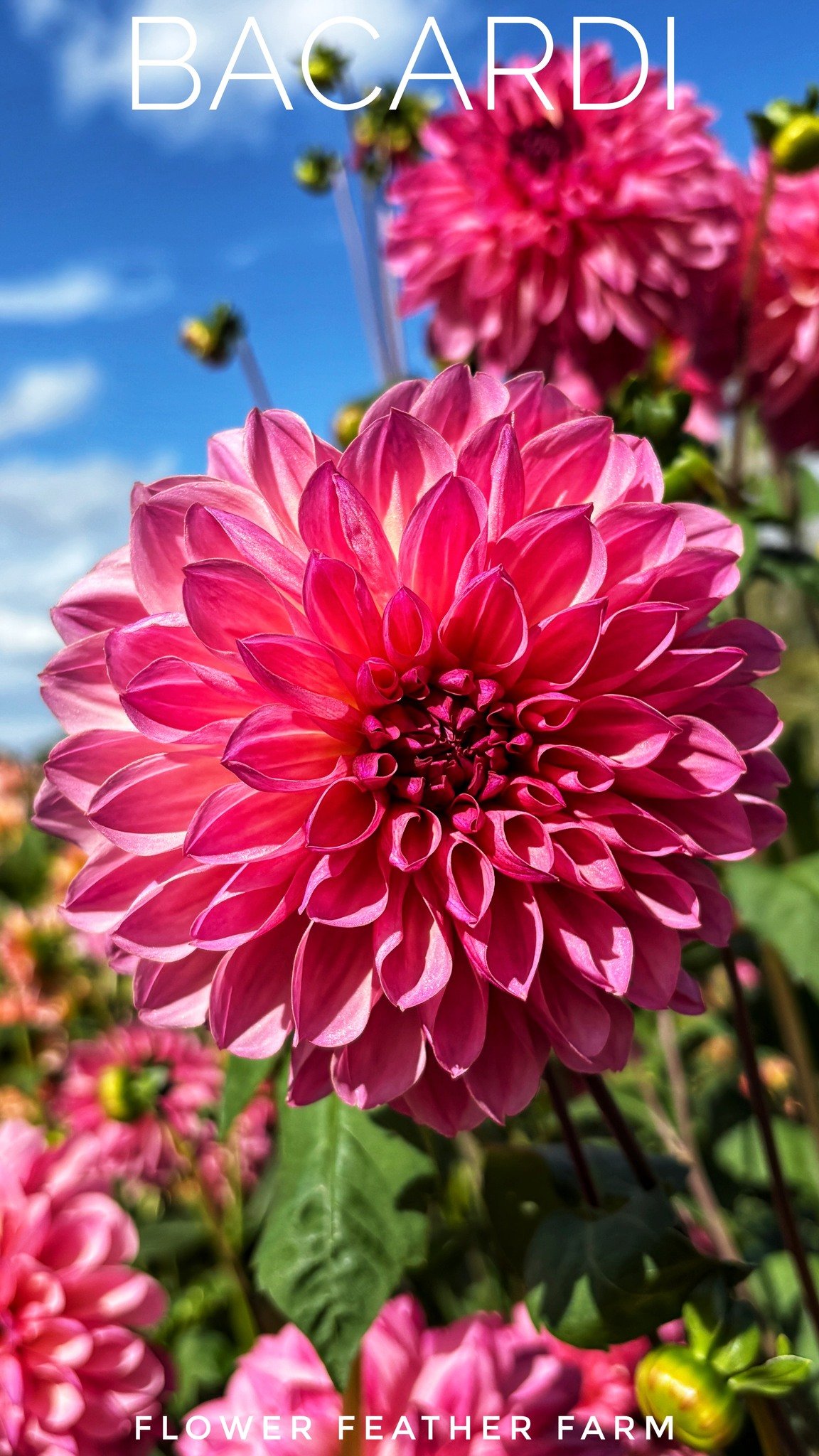 Bacardi:  Dusky-rose with raspberry tips and centers, you will love a splash of Bacardi in your bouquets.

Bloom Size: 4-6&rdquo;; Height: 3.5-4&rsquo;; Type: Formal Decorative

#bacardi #bacard&iacute; #bacardidahlia #bacardidahlias #pnw #WhatcomCou