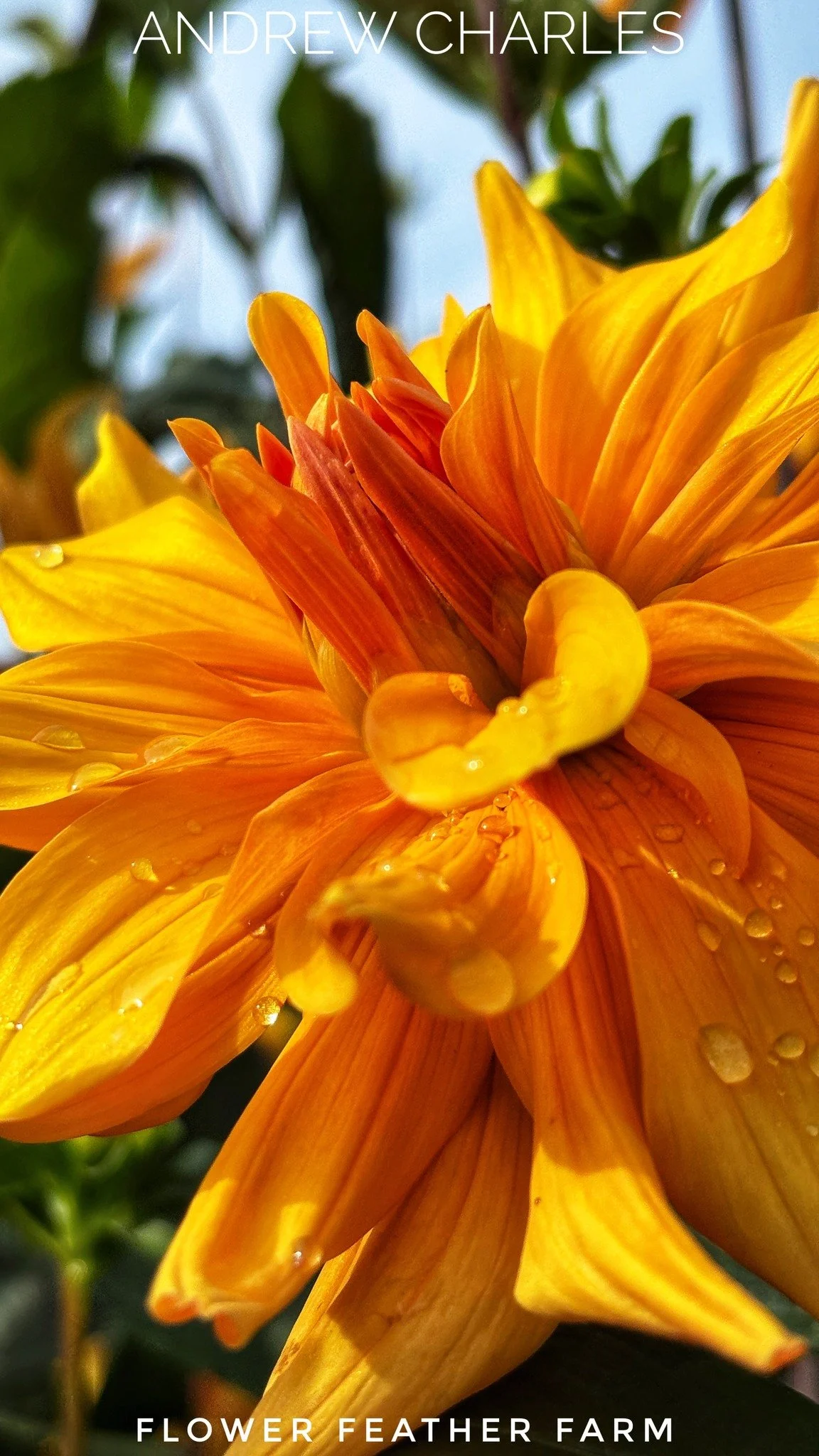 Andrew Charles brings the pizazz to the party. Five inch blooms with delicately curved petals of golden orange on long stems. Excellent cut flower and prolific tuber producer.

Bloom: 5 inches; Height: 4.5 feet; Type: Informal Decorative #andrewcharl