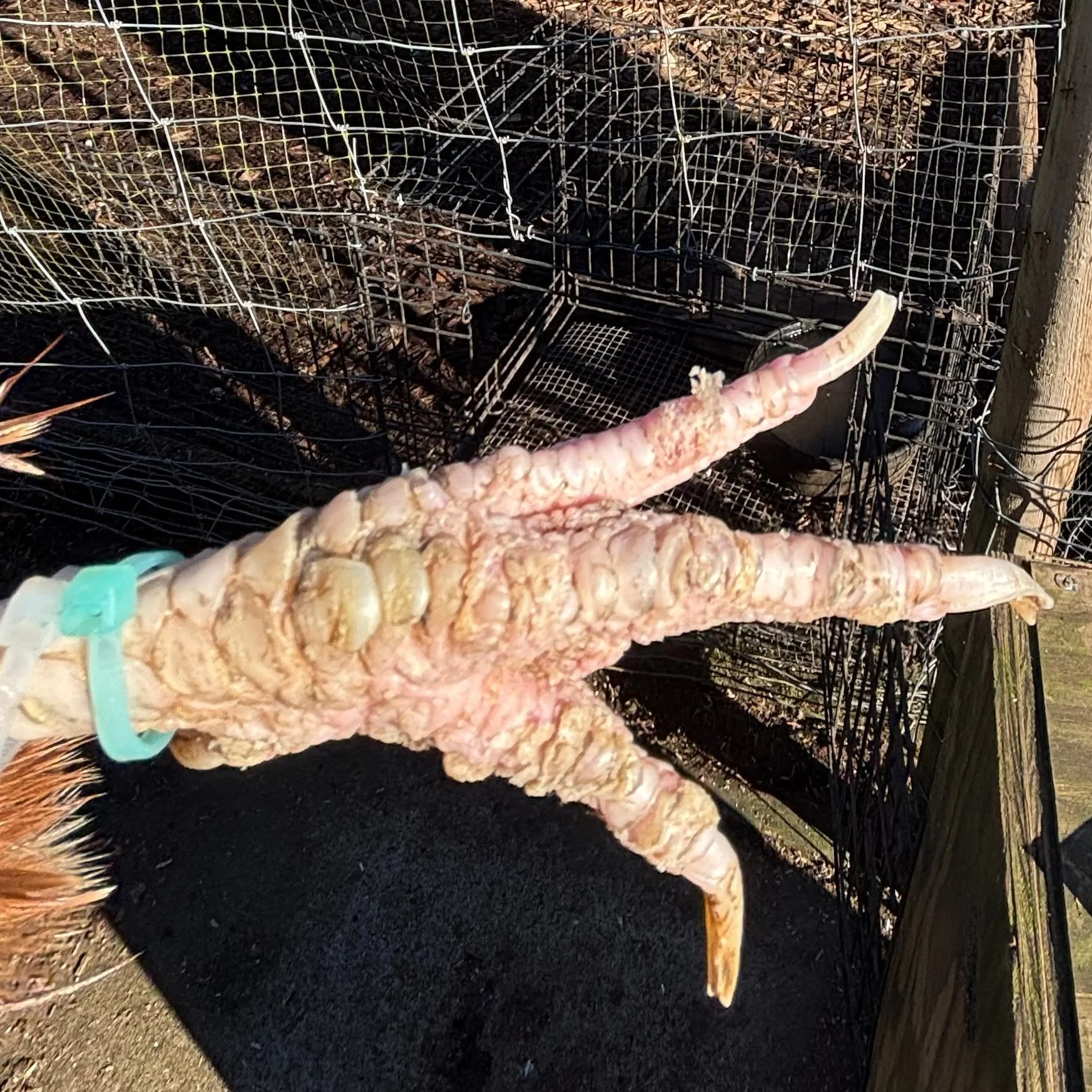 Scaly Leg Mites (SLM): painful, itchy, and depletes the birds of resources. 

We treat with an Epsom Salt soak, Ivermectin, and a Mineral Oil and Premethrin dip. How about you?

https://www.flowerfeatherfarm.com/scratchings/scaly-leg-mites