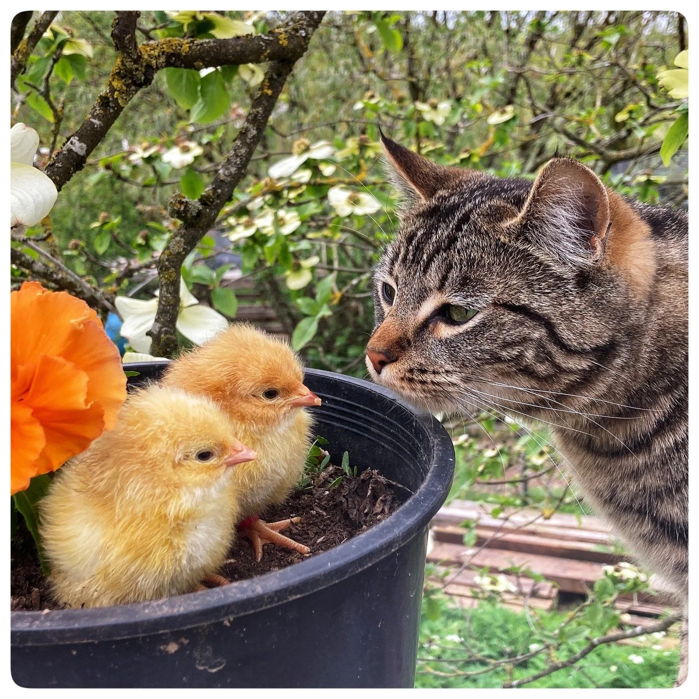 Good news &amp; Good news. 

Which do you want first? 

First good news: Our early fertility trials have been successful . Hooray! Chicks everywhere. 

Second good news: So many chicks are a lot of work, so our chick prices have dropped, just for now