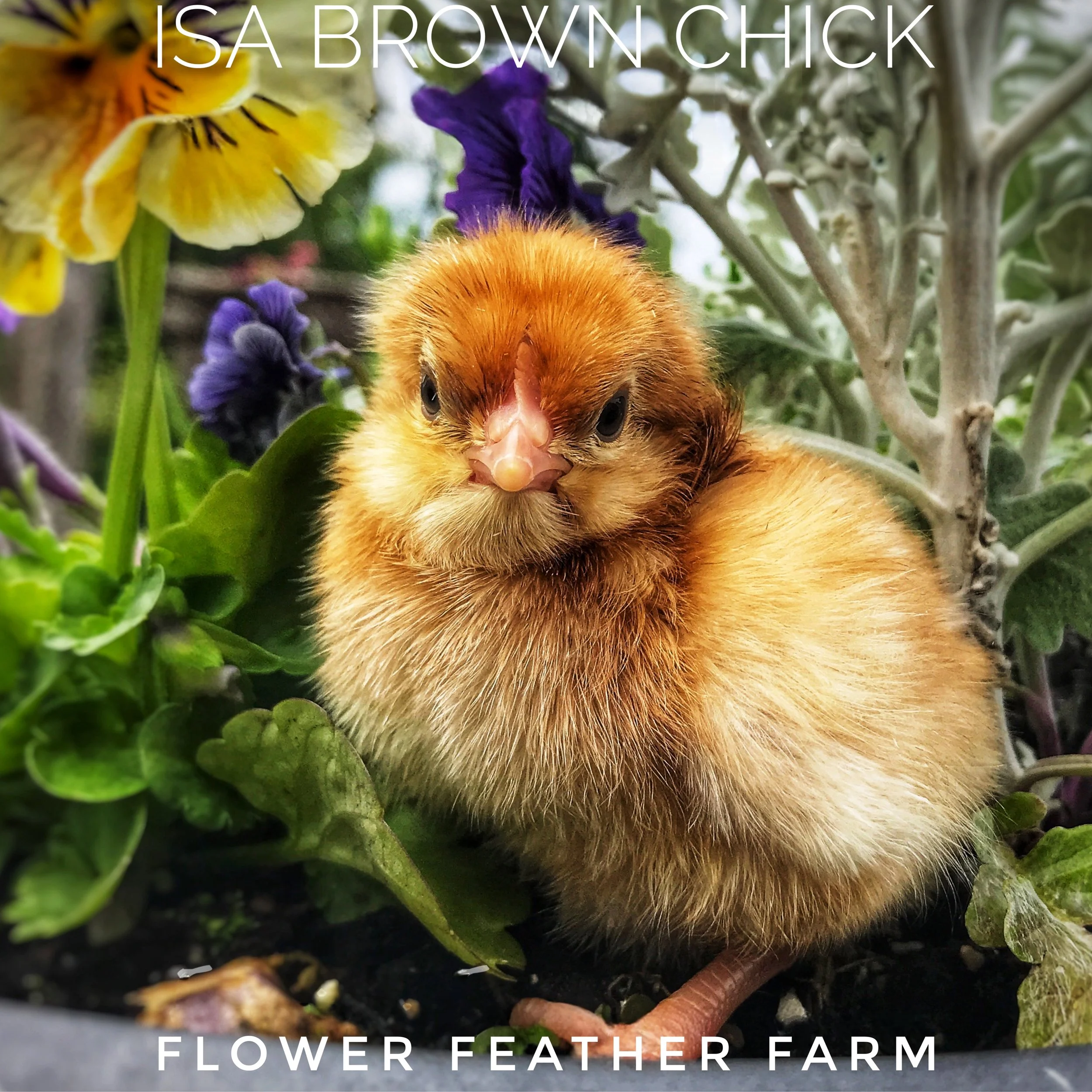 ISA Browns: Early Layers