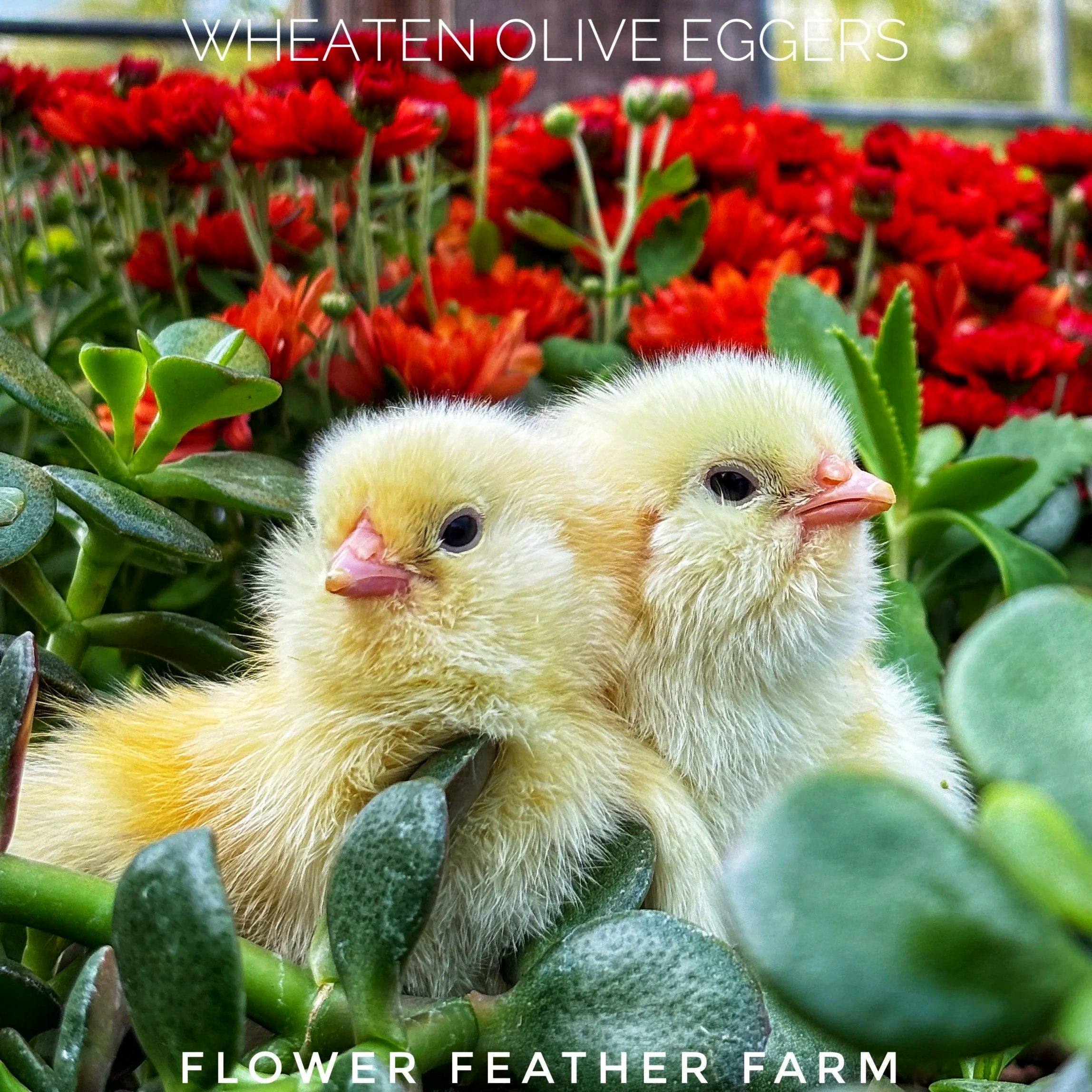 How to Reserve Chicks