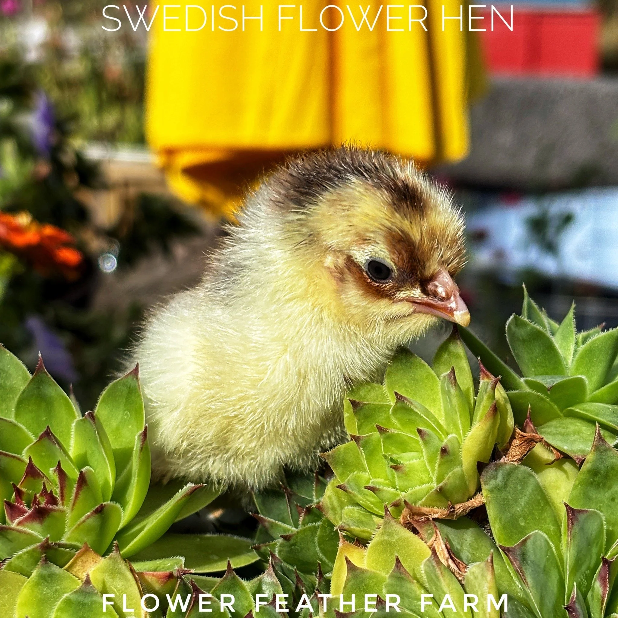 It's time! The Chick Reservation calendar is starting to fill up, so if you have a hankerin' for some Flower Feather Farm chicks this spring, now is the time to get your reservation in.

 #babychicks #pnw #WhatcomCounty #SFH #cutechicks