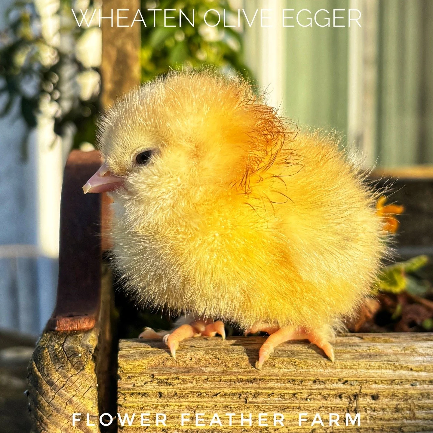 Four little Wheaten Olive Eggers are longing to become YOUR little Wheaten Olive Eggers.