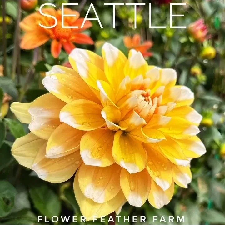 Seattle: This friendly yellow and white flower adds a cheerful note to your bouquets, and -- as a true PNWesterner -- doesn't mind the rain at all.

Bloom Size: 6-8 inches; Height: 3 feet; Type: Formal Decorative