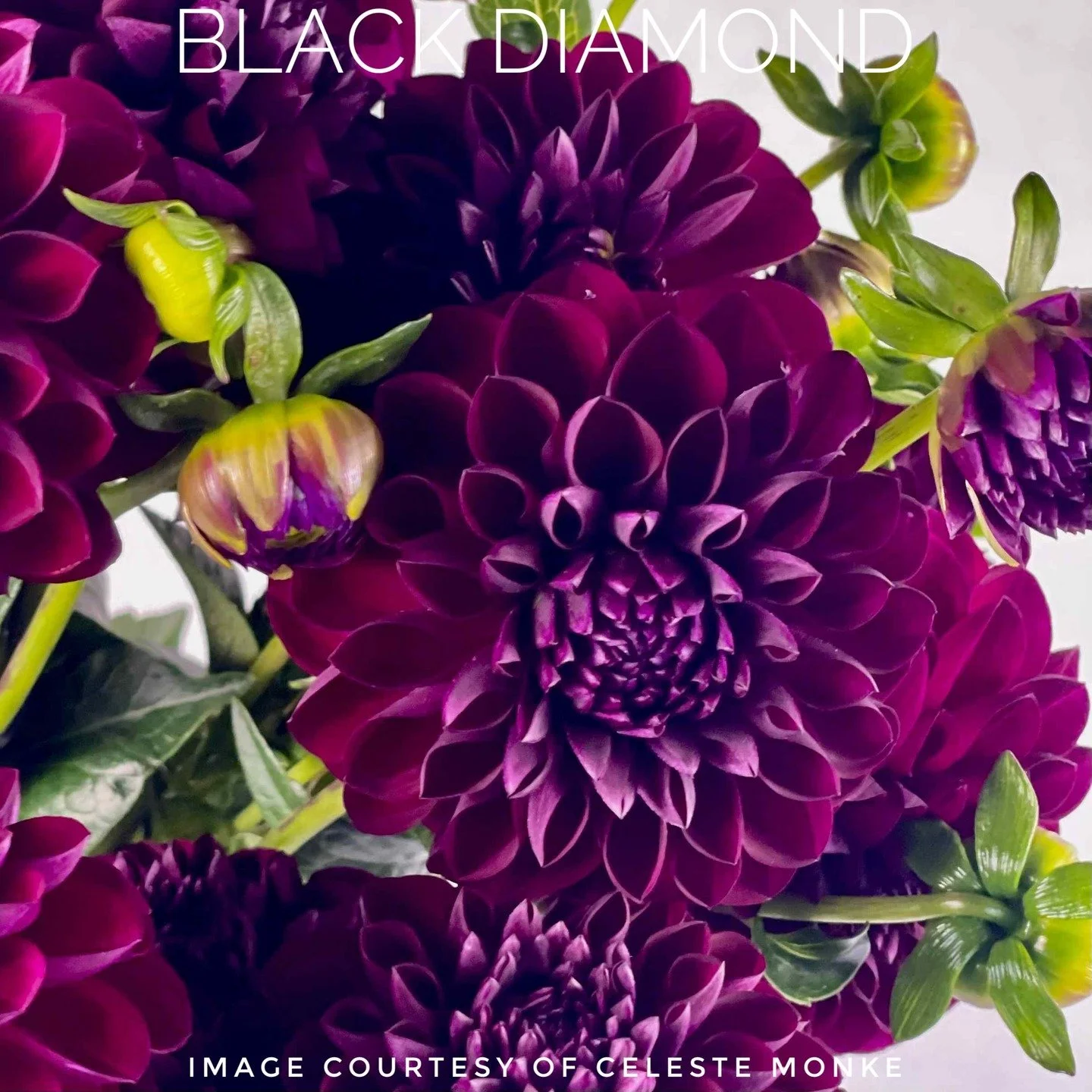 Just recounted and restocked and added some varieties to the website, included the luscious Black Diamond! 

Discount Code April20 gets you 20% off tuber orders over $100 for the month of April. 

https://www.flowerfeatherfarm.com/dahlia-tubers/p/bla