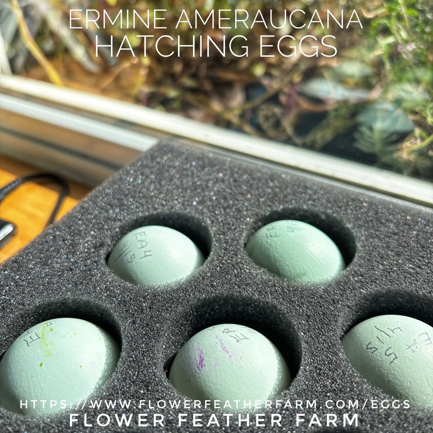Ermine Ameraucanas hatching eggs ready to ship out. FCFS. Https://www.flowerfeatherfarm.com/eggs