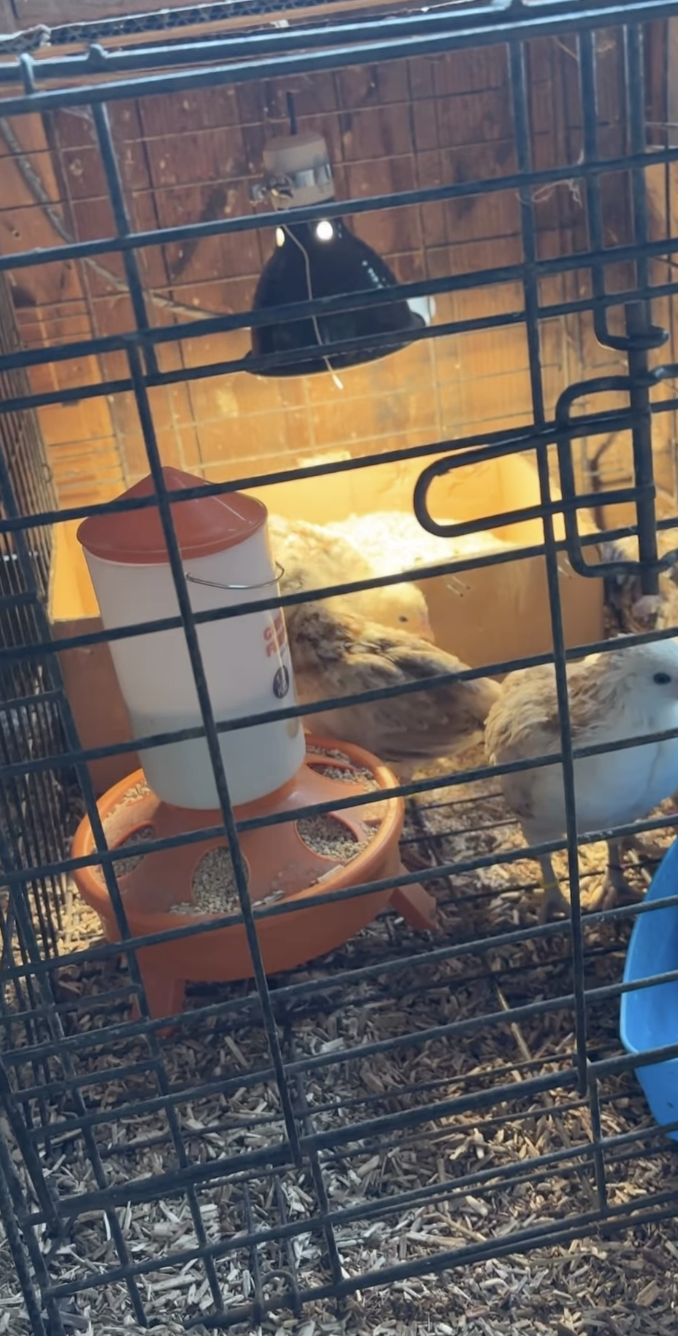 When Can I Put my Chicks Outside?