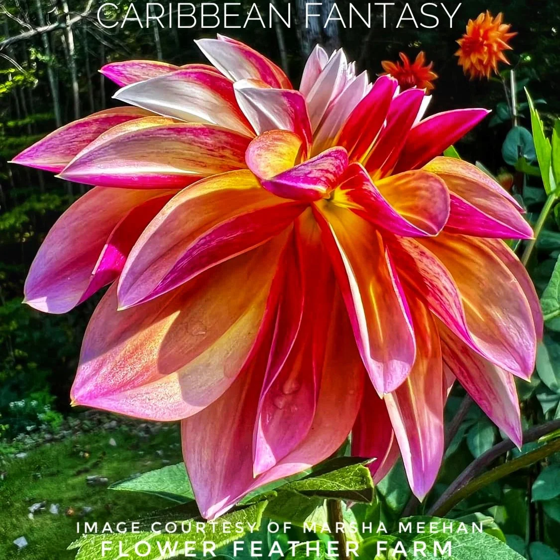 Buy three dahlia tubers, get three free! You get to pick the tubers from available stock. Limited to stock on hand. Put six tubers in your cart and use discount code B3G6.