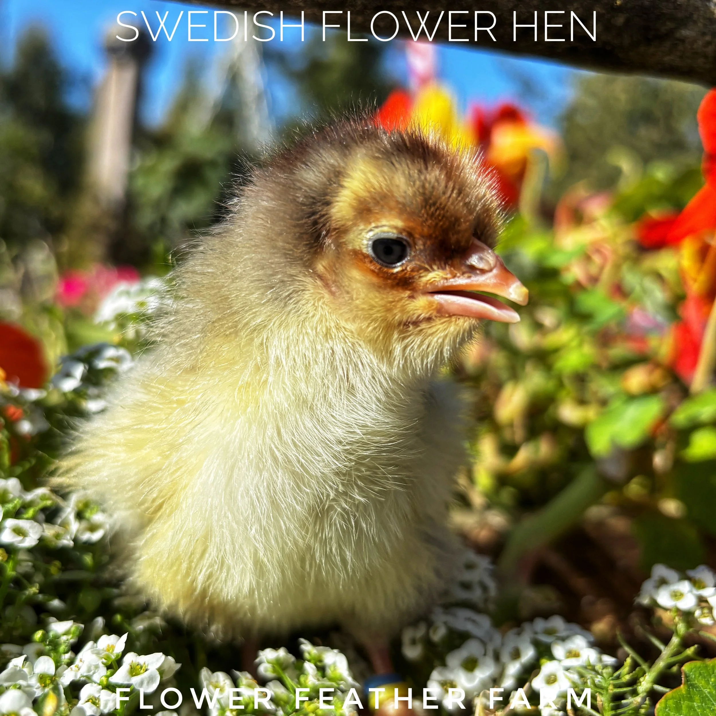 We just had a cancellation for next week's chicks pick-ups. They are hatching tomorrow and Tuesday and we expect to have 6 extra Swedish Flower Hen chicks and 5 extra Black Ameraucana chicks out of super blue eggs. Let me know if you would like these