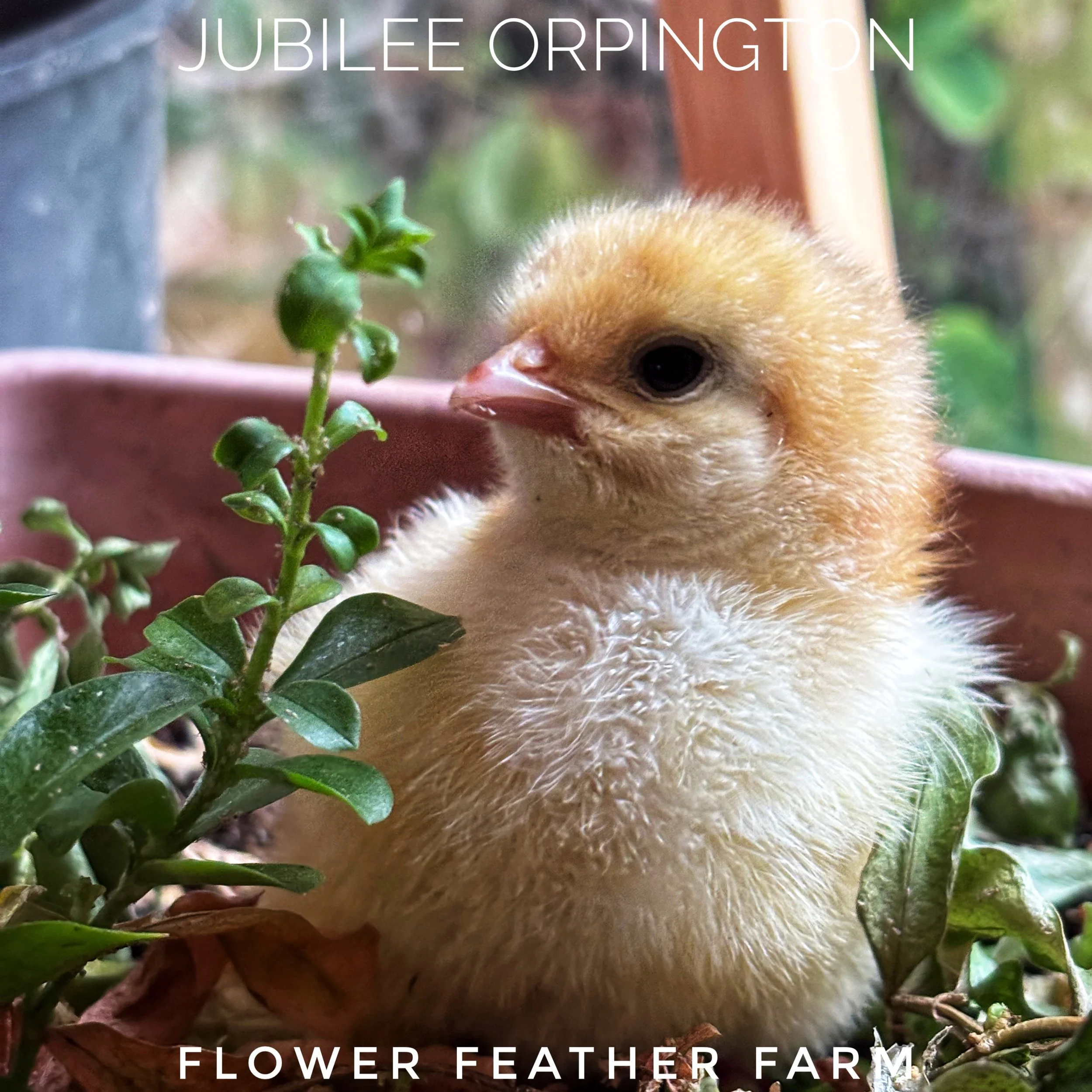 Jubilee Orpington chicks at Flower Feather Farm, chicks & dahlias, a chick hatchery near me, baby chicks for sale near me, jubilee chickens, jubilee orpington for sale, jubilee orpington chicken