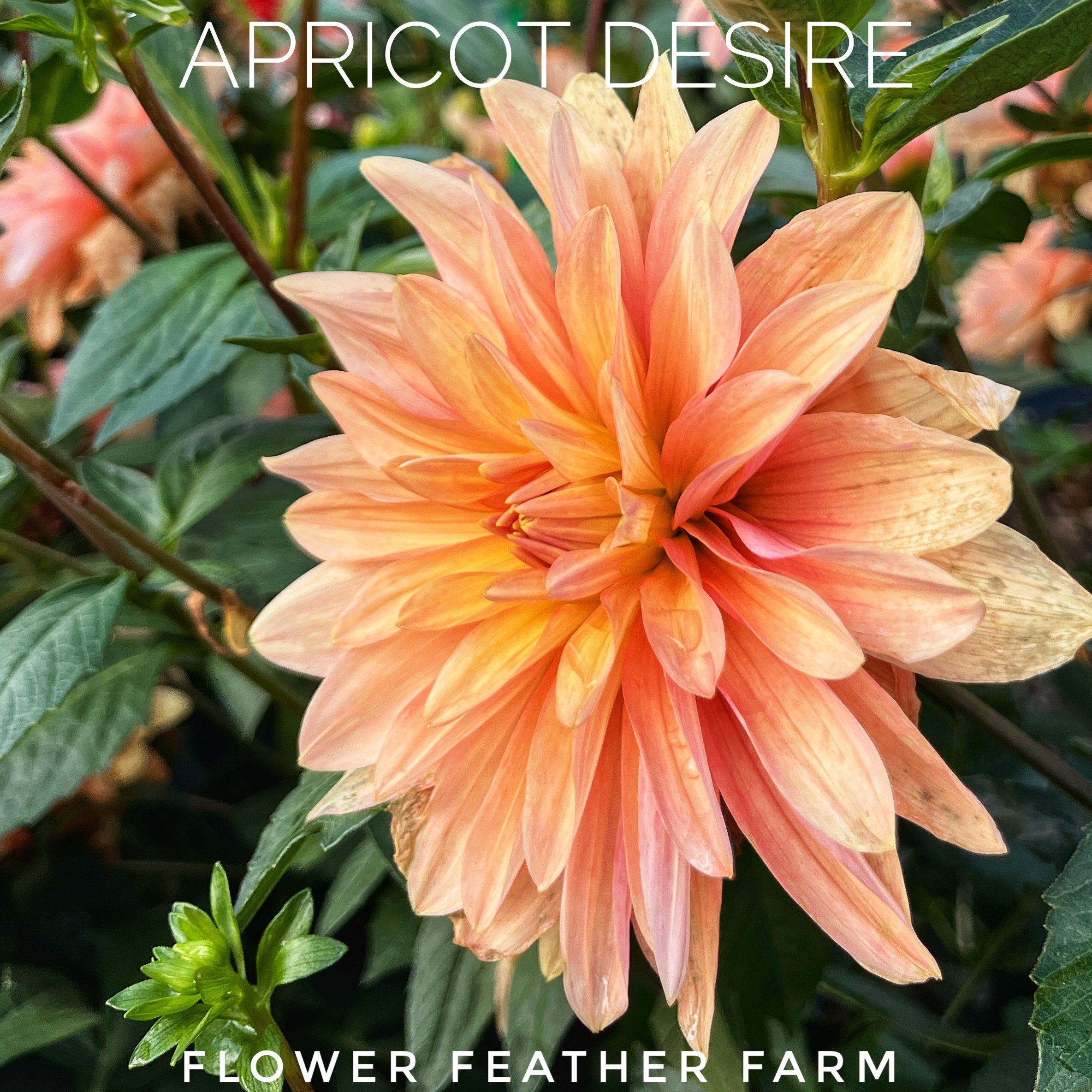 Apricot Desire dahlia at Flower Feather Farm, chicks & dahlias, a Washington State Dahlia farm -- dahlia grower near me