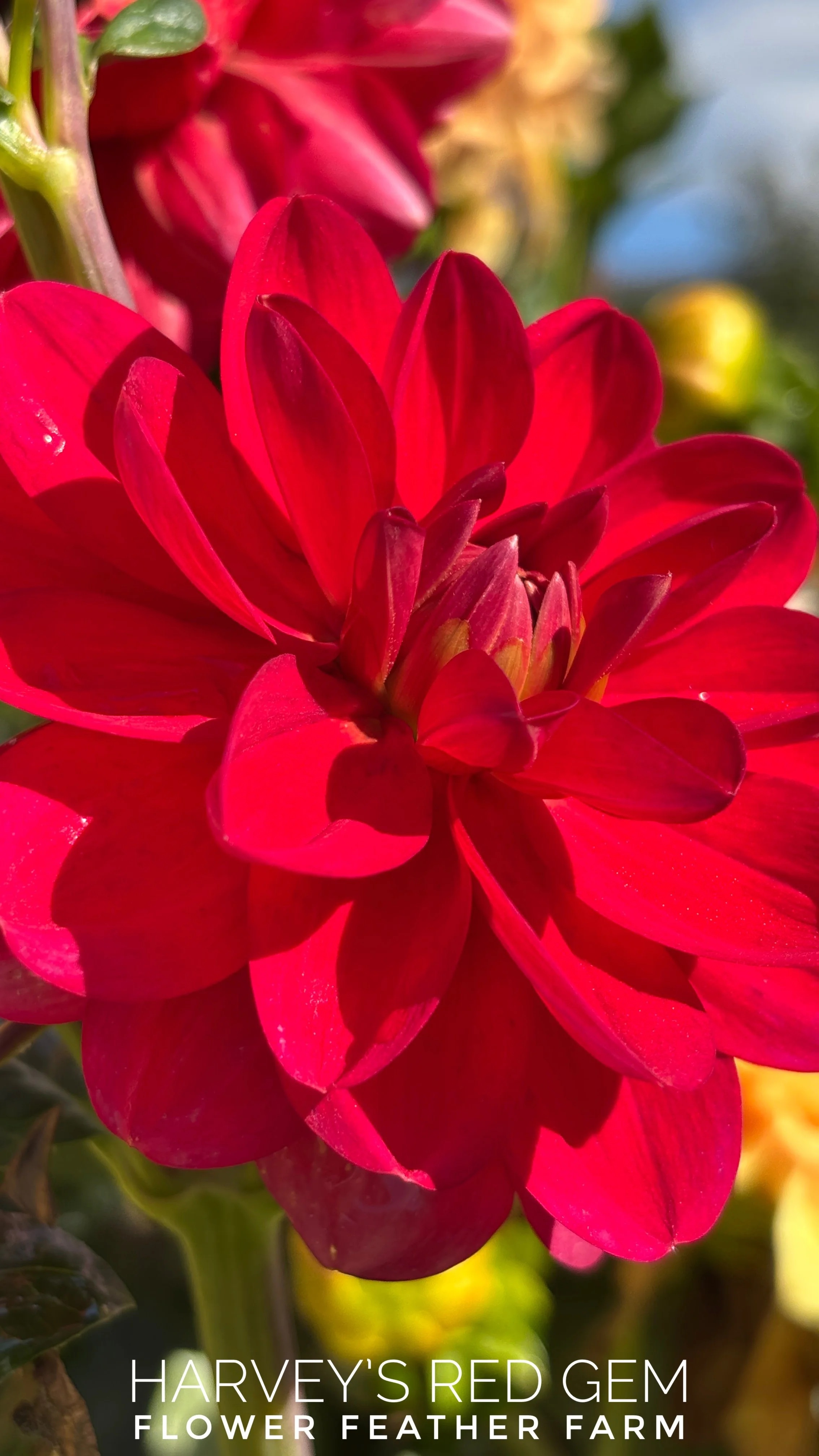 Harvey's Red Gem dahlia at Flower Feather Farm, chicks & dahlias
