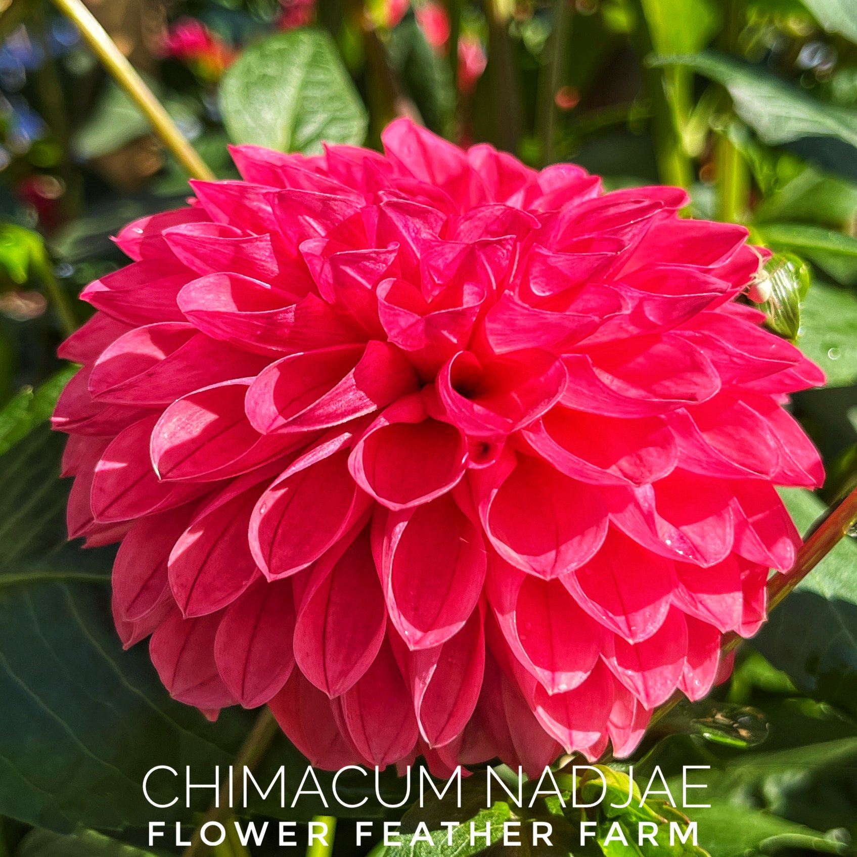 Chimacum Nadjae Dahlias at Flower Feather Farm, chicks & dahlias, a Washington State Dahlia farm -- dahlia grower near me