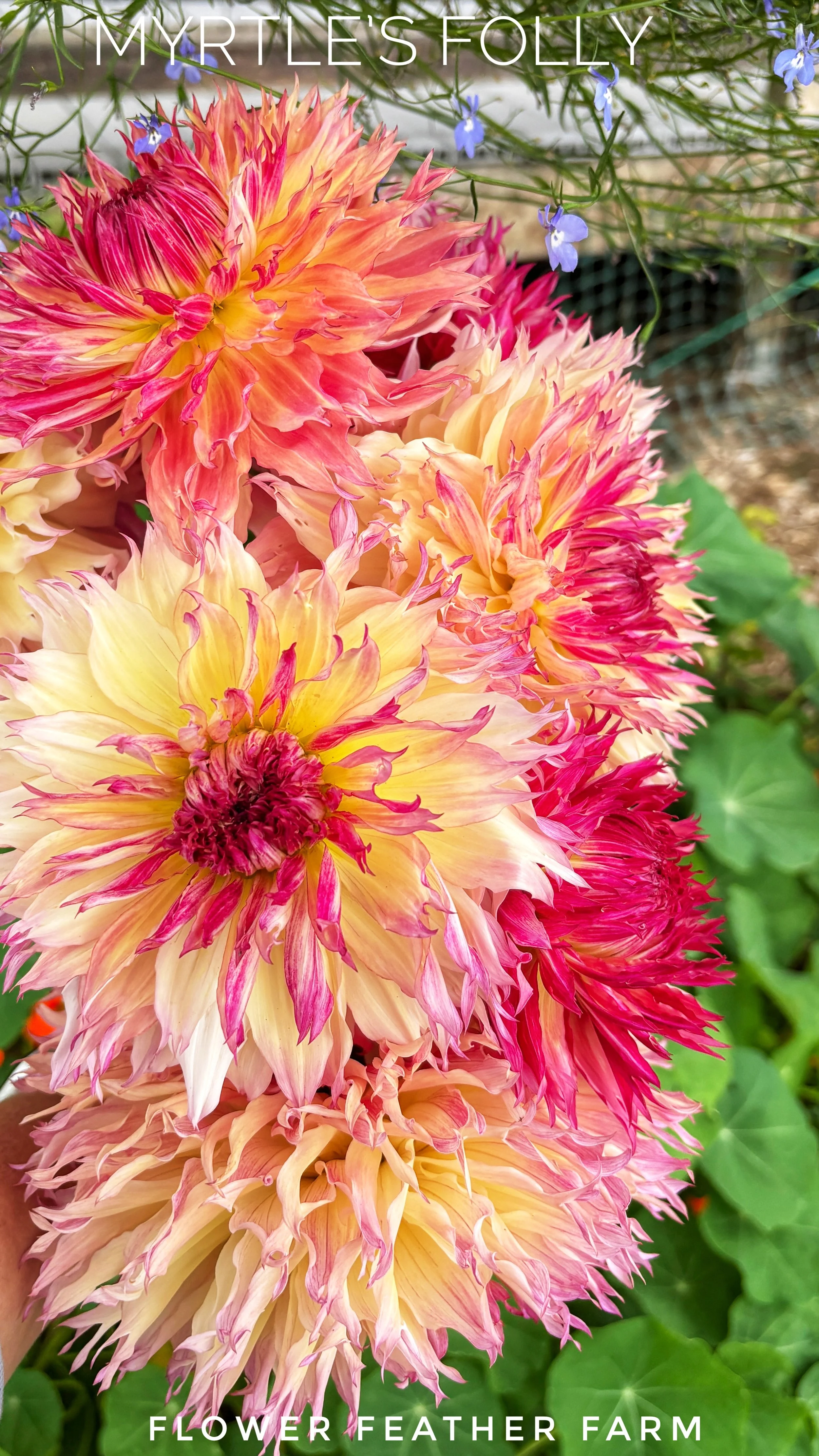 Add sunset-colored pizzazz to your landscape. Shop rare Myrtle's Folly dahlia tubers at Flower Feather Farm for a stunning summer garden.