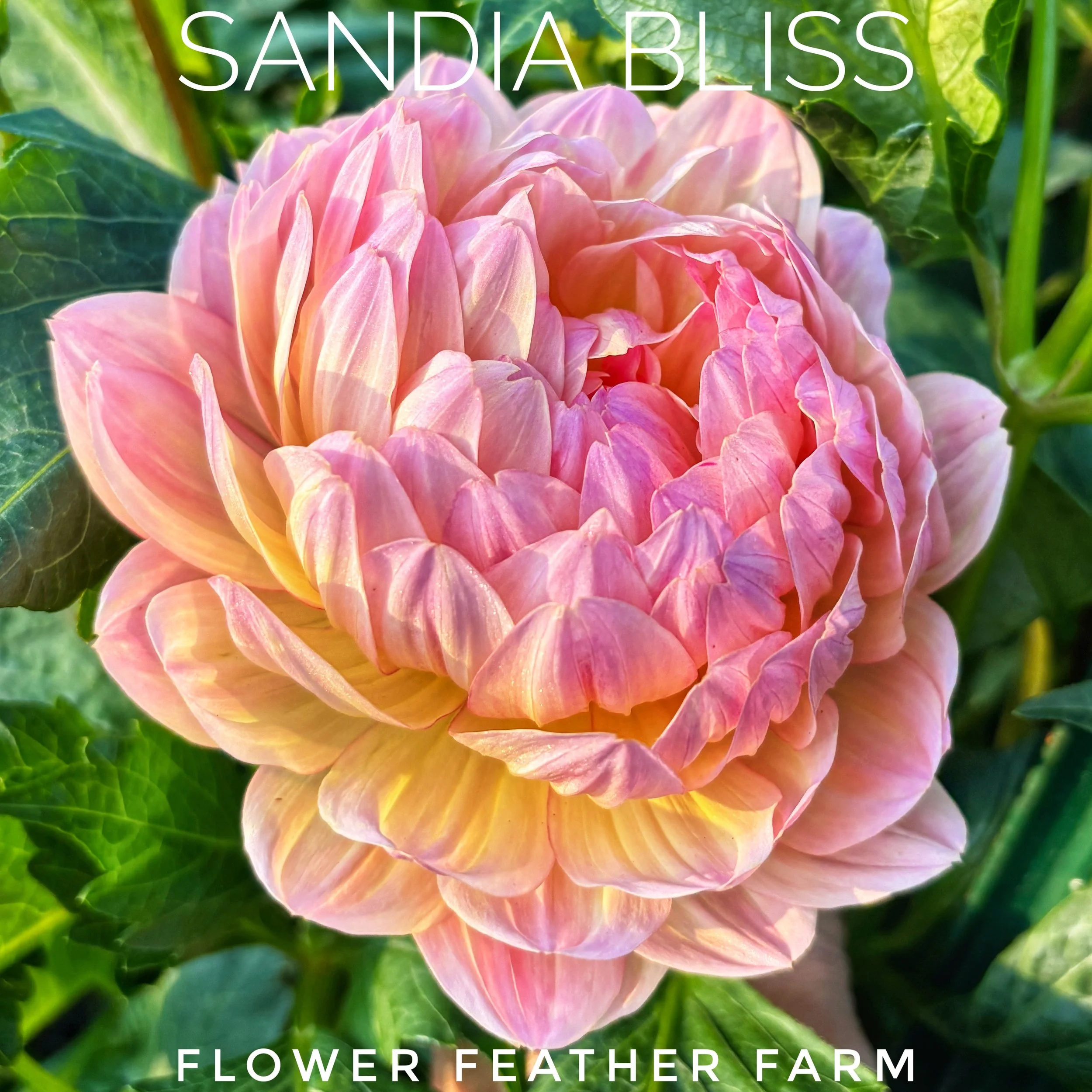 Sandia Bliss Dahlia at Flower Feather Farm, chicks & dahlias