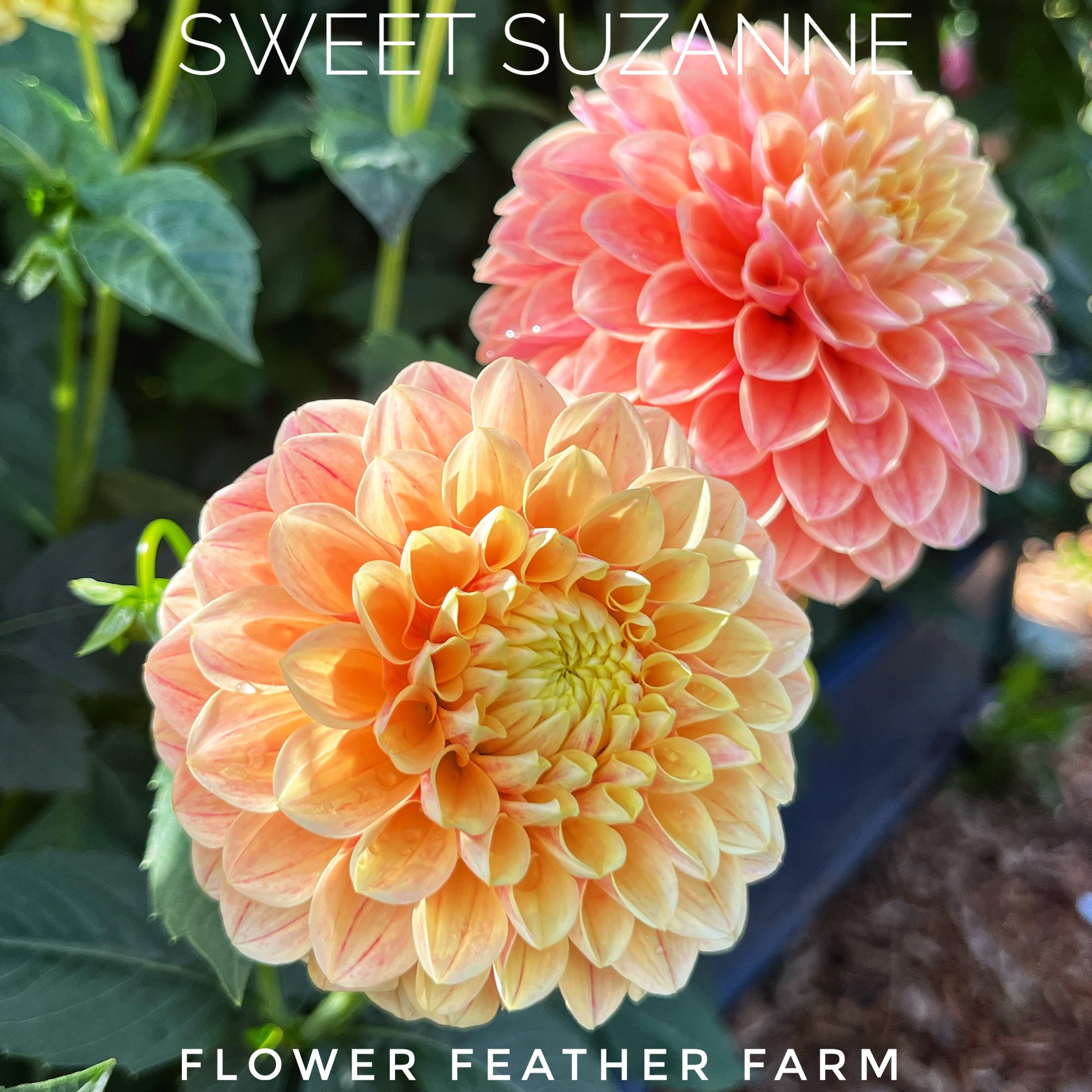 Sweet Suzanne dahlia tubers at Flower Feather Farm, chicks & dahlias