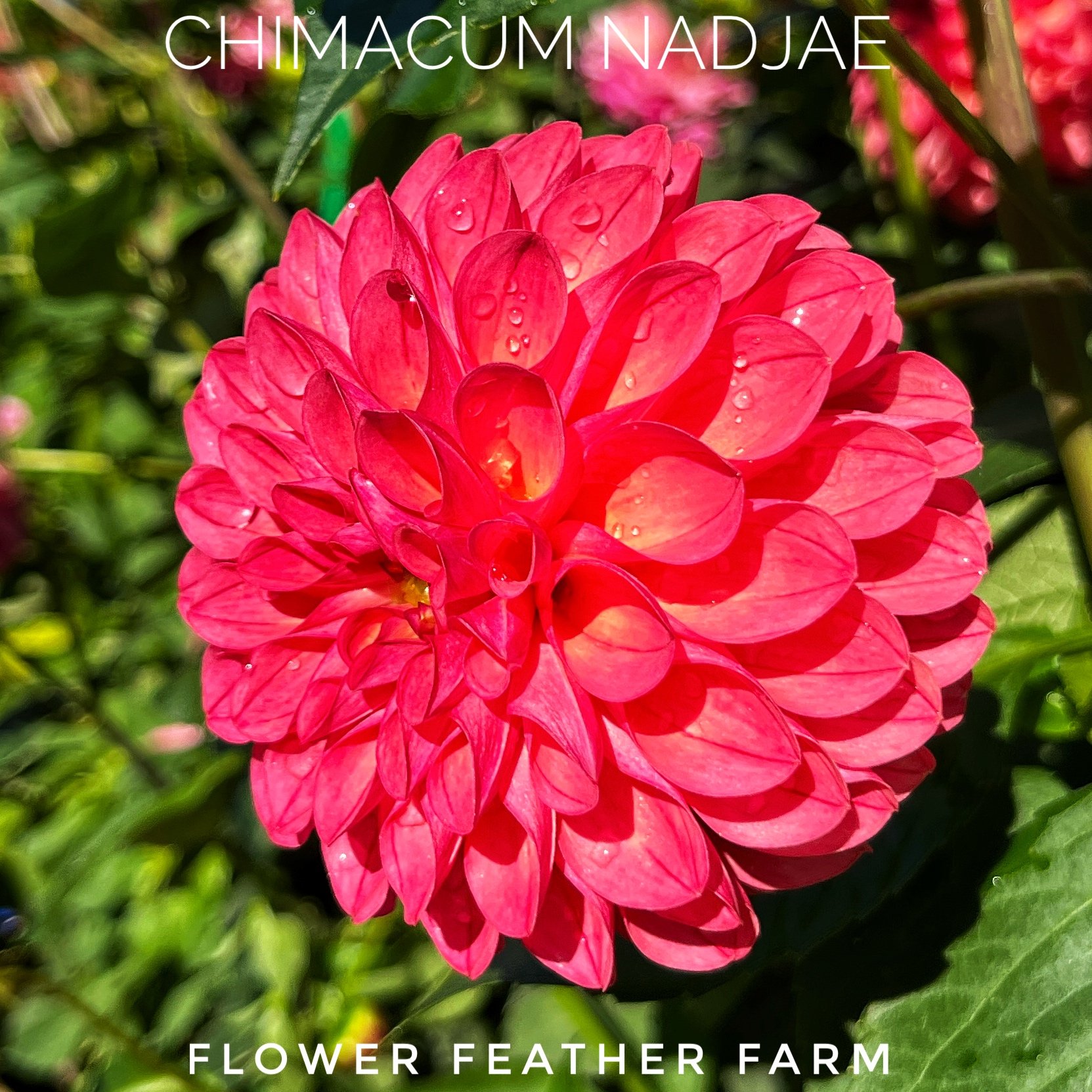 Chimacum Nadjae Dahlias at Flower Feather Farm, chicks & dahlias, a Washington State Dahlia farm -- dahlia grower near me