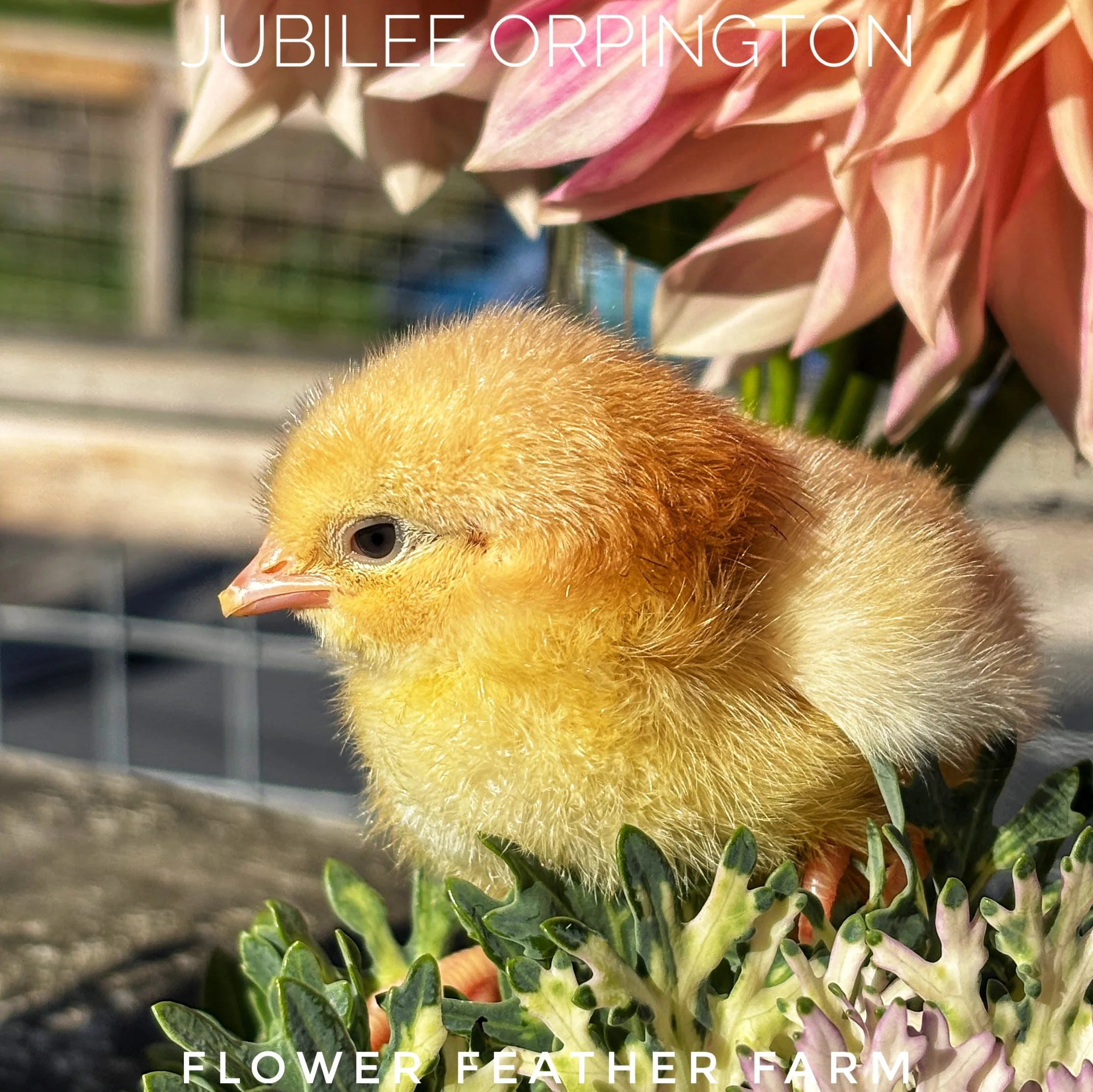 Jubilee Orpington chick enjoys the sunshine at Flower Feather Farm, chicks & dahlias