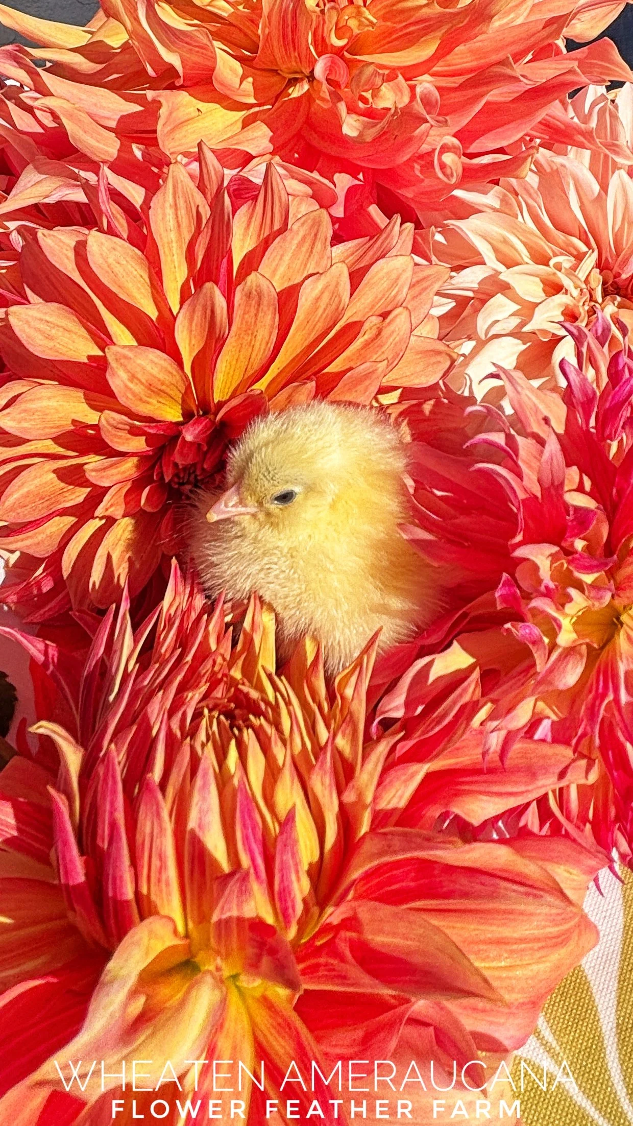 Wheaten Ameraucana Chick nestled in a bed of Labyrinth and Penhill Watermelon dahlias at Flower Feather Farm, chicks & dahlias