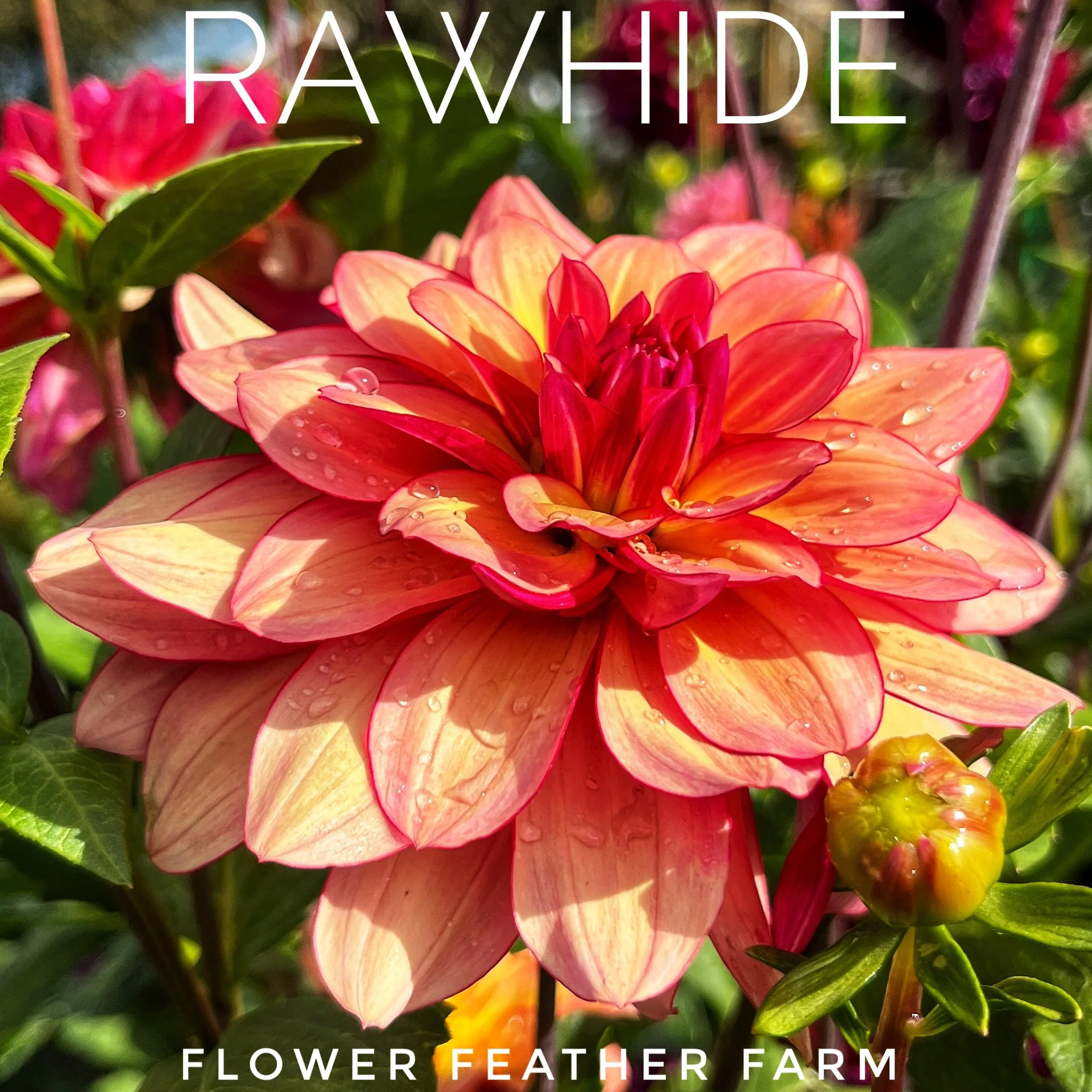 Rawhide Dahlia at Flower Feather Farm, chicks & dahlias