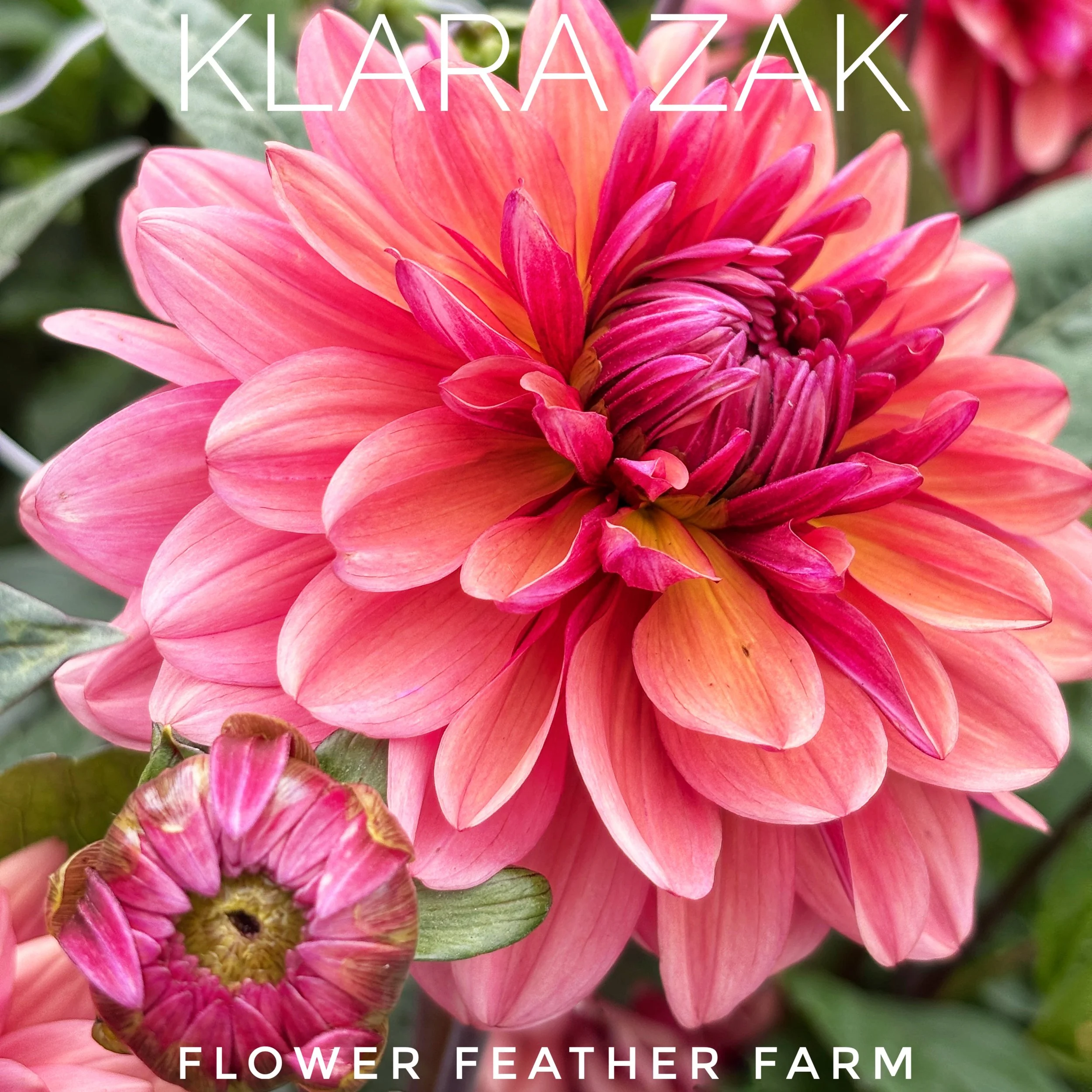 Grow florist-favorite Klara Zak dahlias with quality tubers from Flower Feather Farm. Rich sunset tones make every arrangement unforgettable.