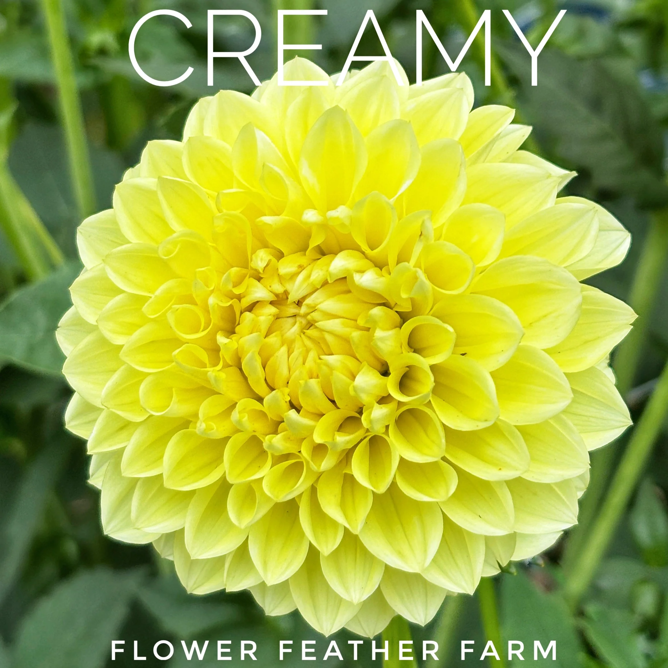 Grow the ultimate neutral dahlia. 'Creamy' produces flawless 3-inch buttercream and ivory blooms, making it a must-have for bridal bouquets and pastel gardens.