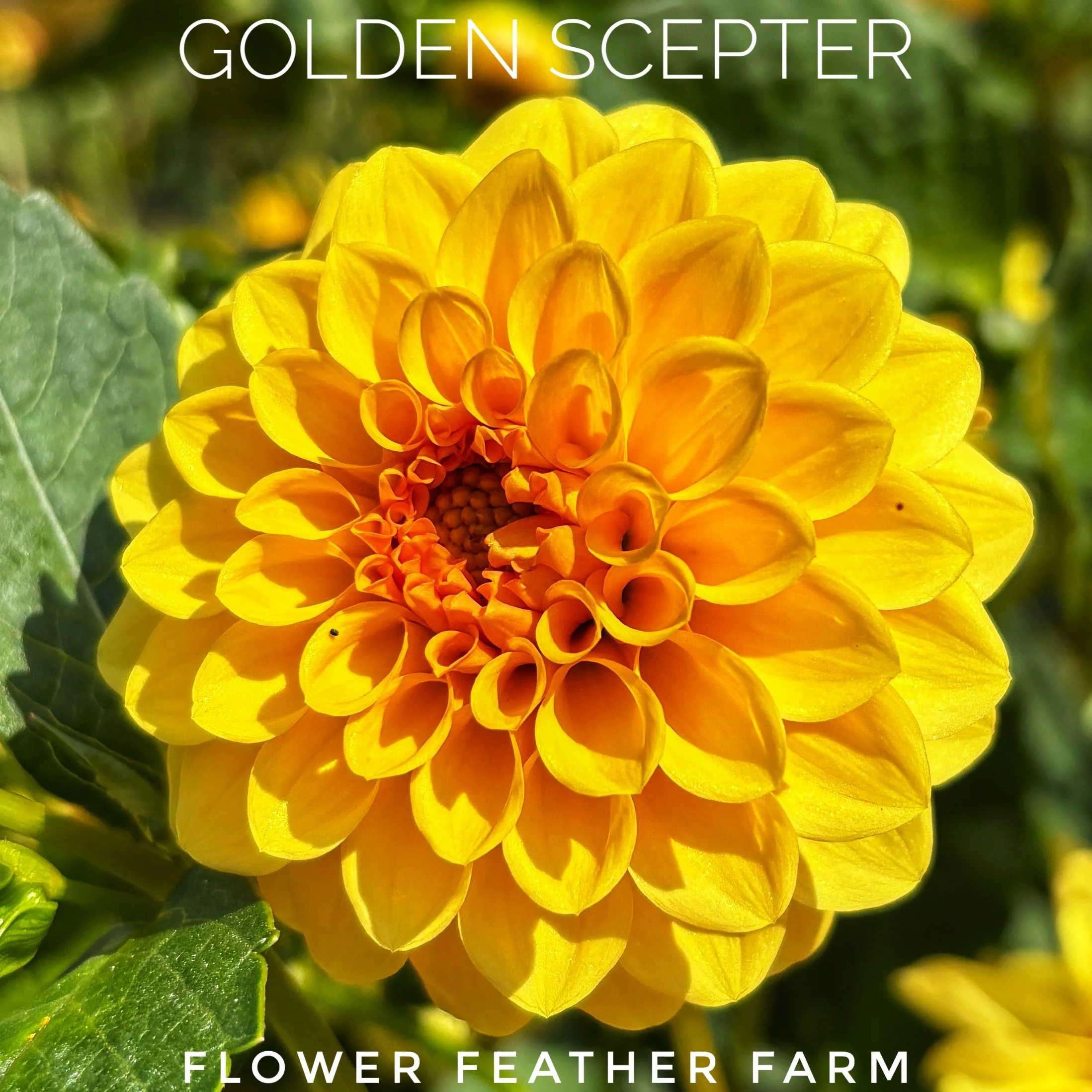 Golden Scepter dahlia at Flower Feather Farm, chicks & dahlias