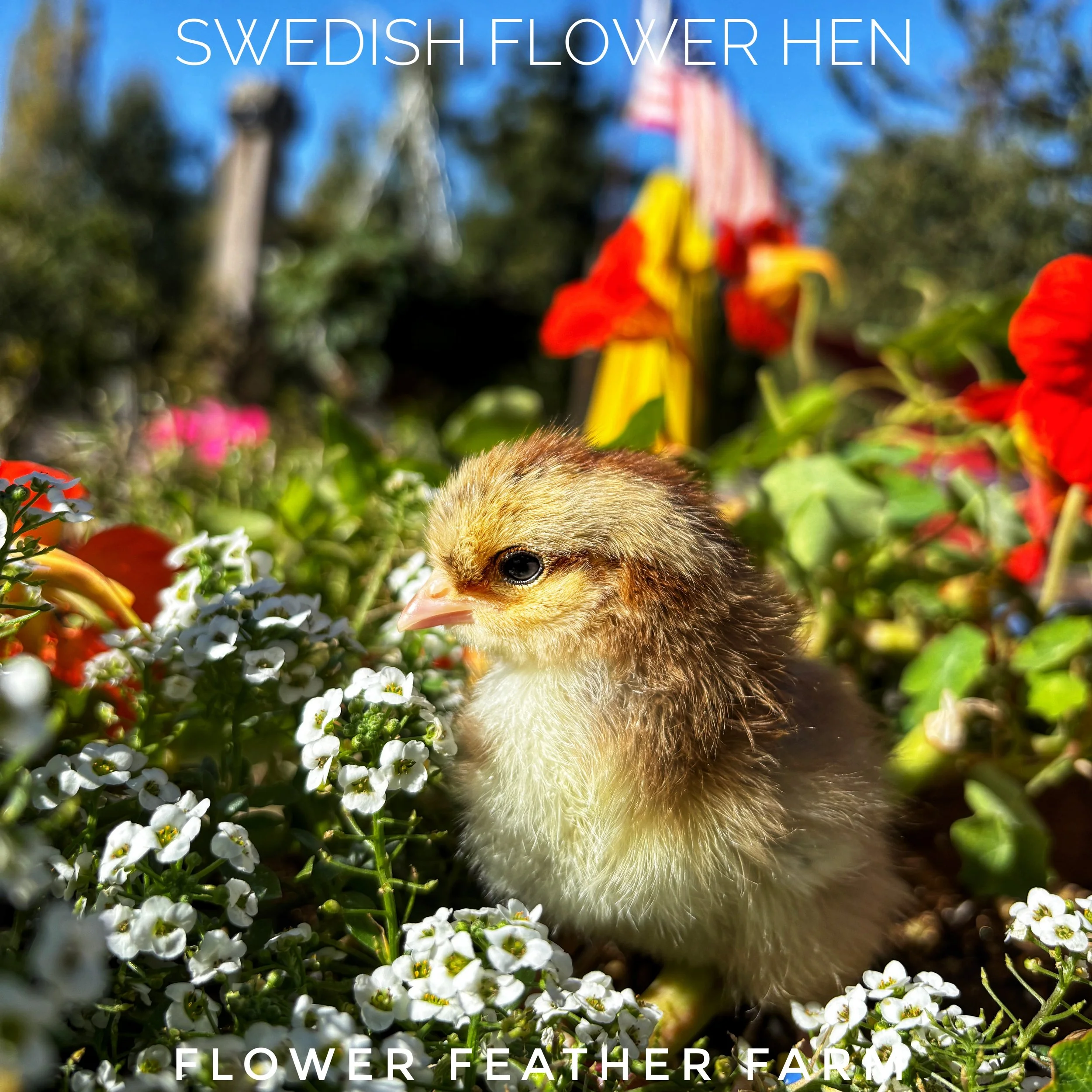 Swedish Flower Hens at Flower Feather Farm, chicks and dahlias, baby chicks for sale near me, chicken breeders near me, chick hatchery near me, chicken hatchery near me, chicken for sale
