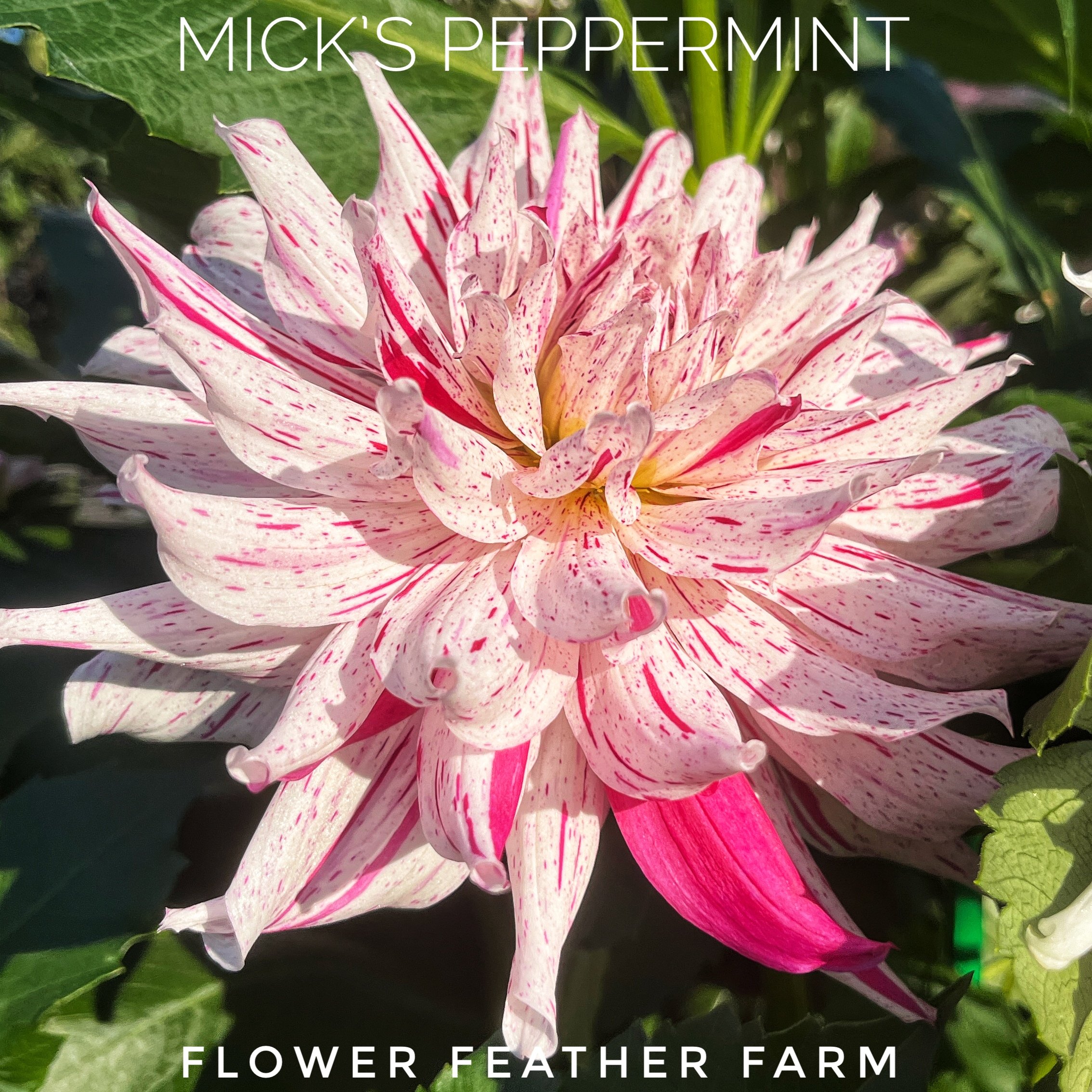 Mick's Peppermint Dahlias at Flower Feather Farm, Specialty Chicks and Dahlia Tubers, a Washington State Dahlia farm -- dahlia grower near me