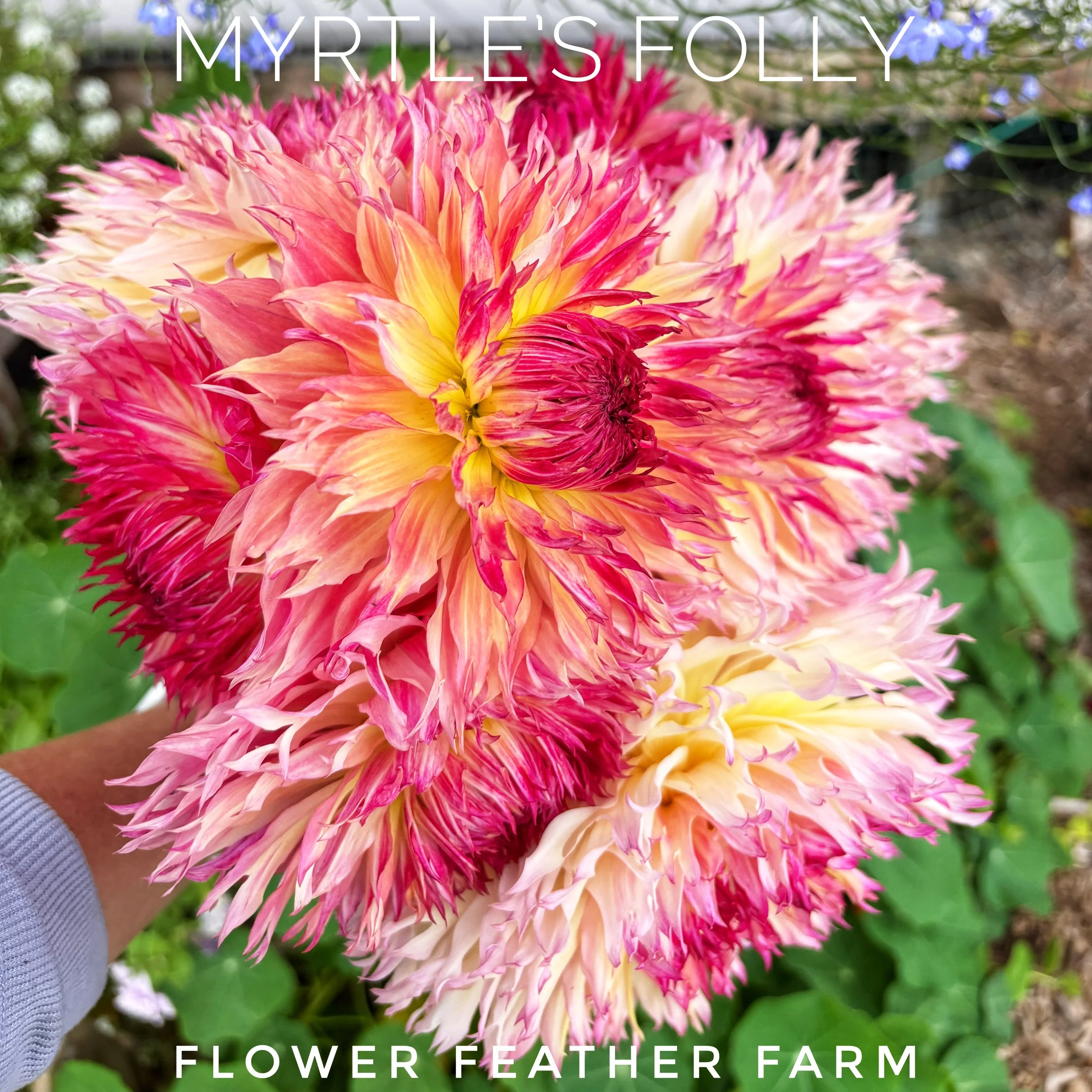 Elegant peach tones meet giant laciniated forms. Purchase your Myrtle's Folly dahlia tubers online at Flower Feather Farm today!
