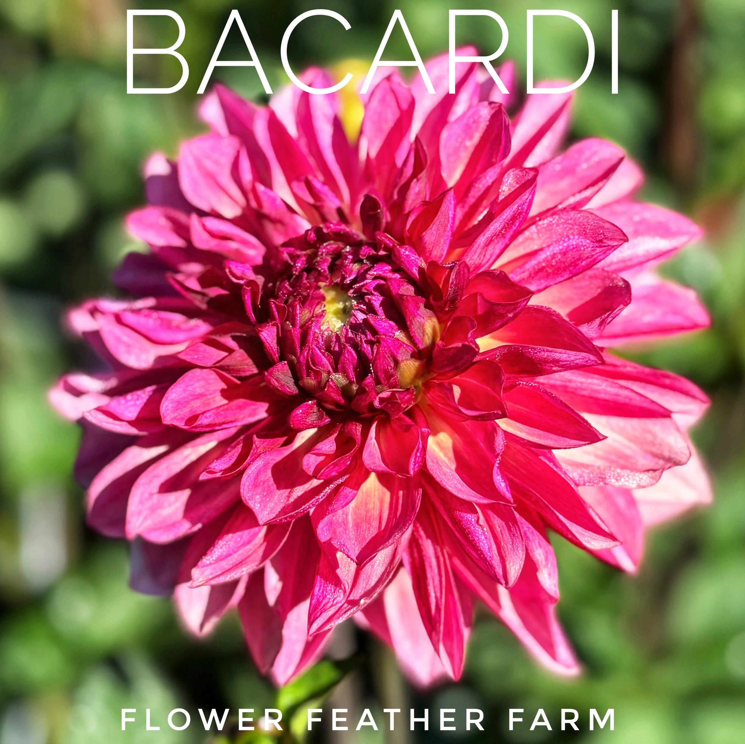 Bacardi dahlia tubers at Flower Feather Farm, chicks & dahlias
