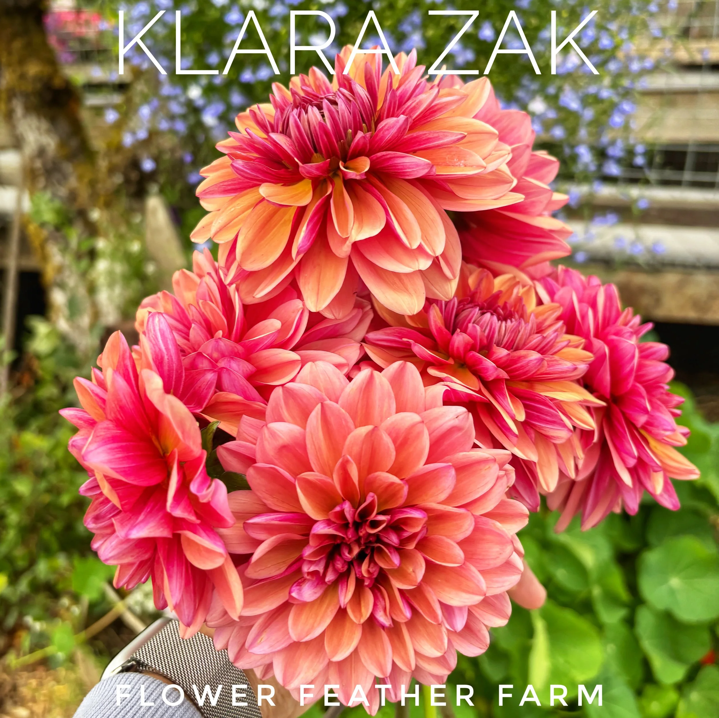 Klara Zak dahlia tubers from Flower Feather Farm grow into vigorous plants with large, colorful blooms perfect for cutting and display.