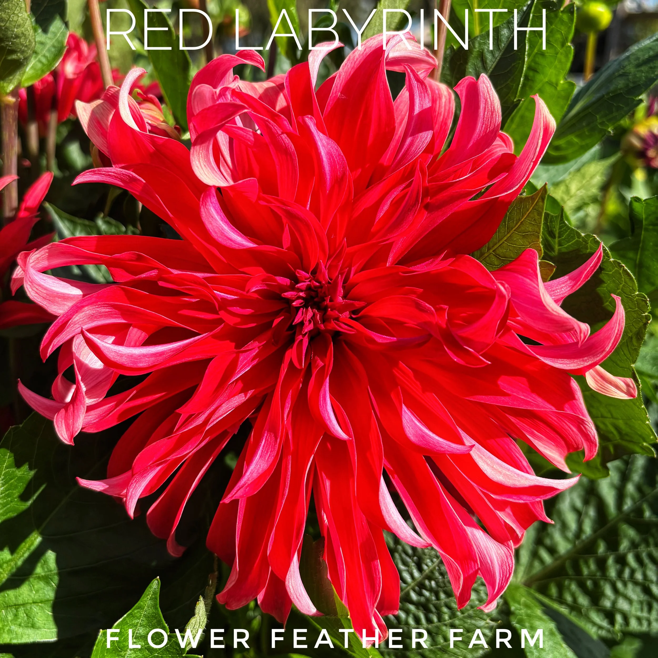 Red Labyrinth Dahlia at Flower Feather Farm, chicks and dahlias