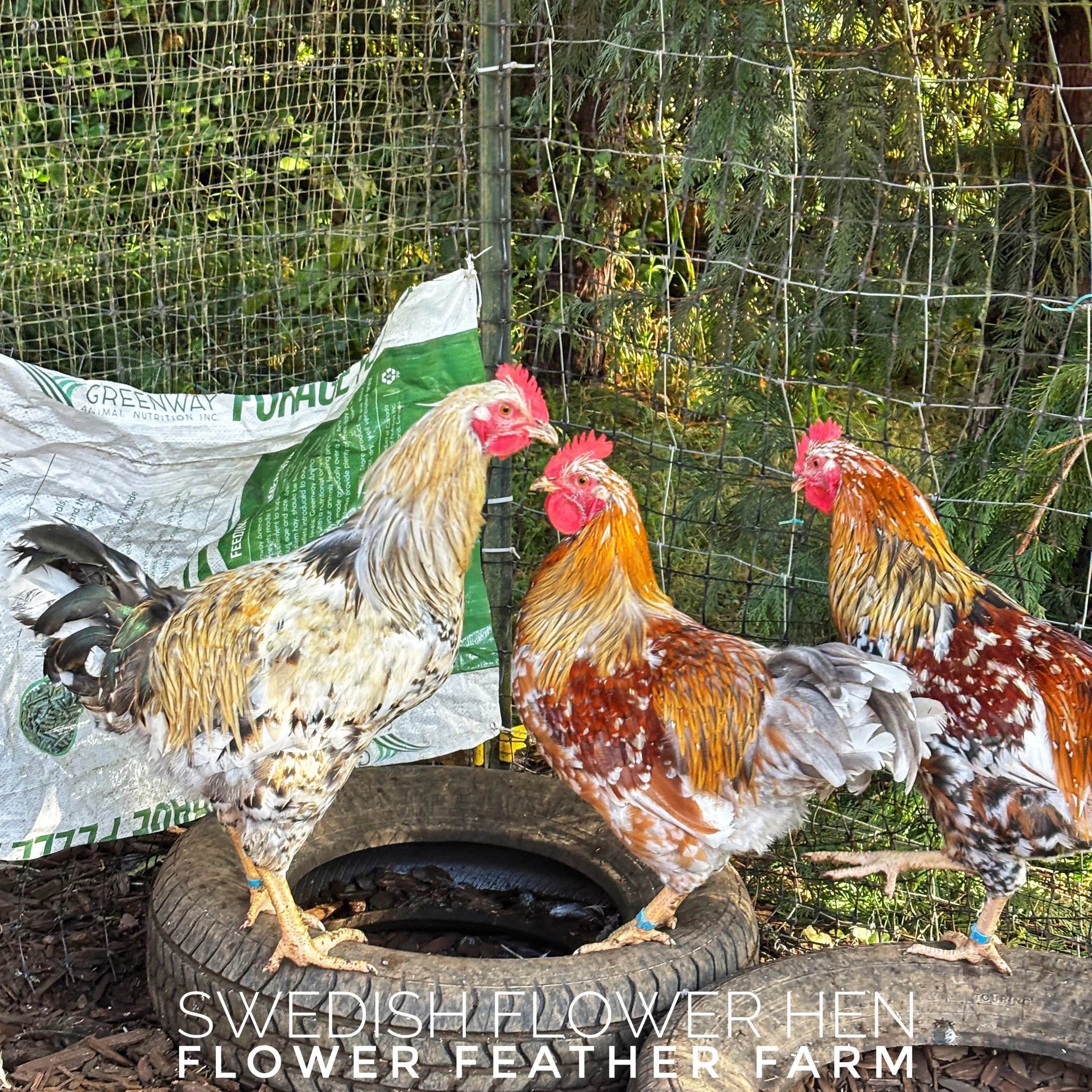 Swedish Flower Hen cockerel from Tim Oliver hatching eggs at Flower Feather Farm, chicks & dahlias