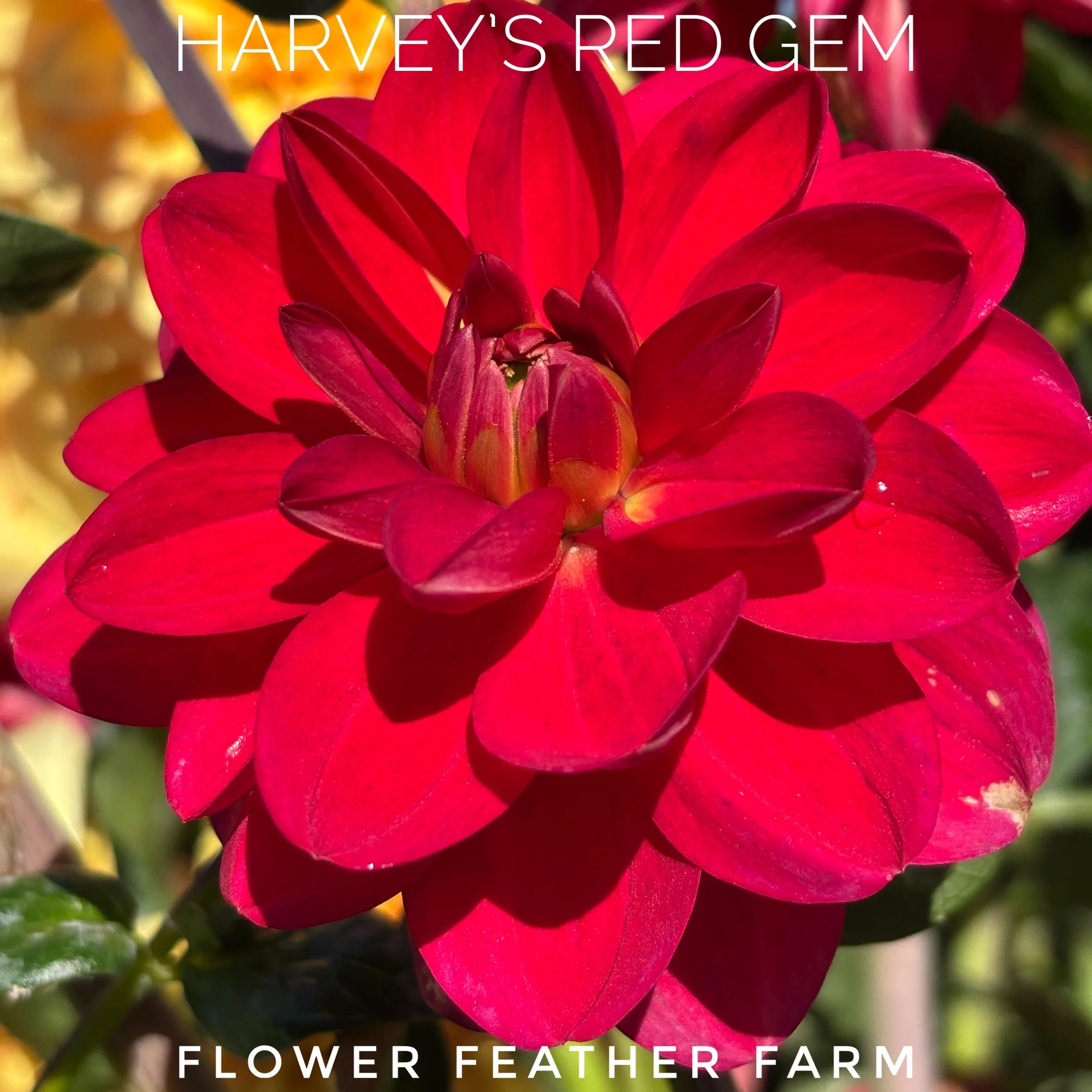 Scrumptious Harvey's Red Gem dahlia at Flower Feather Farm, chicks & dahlias