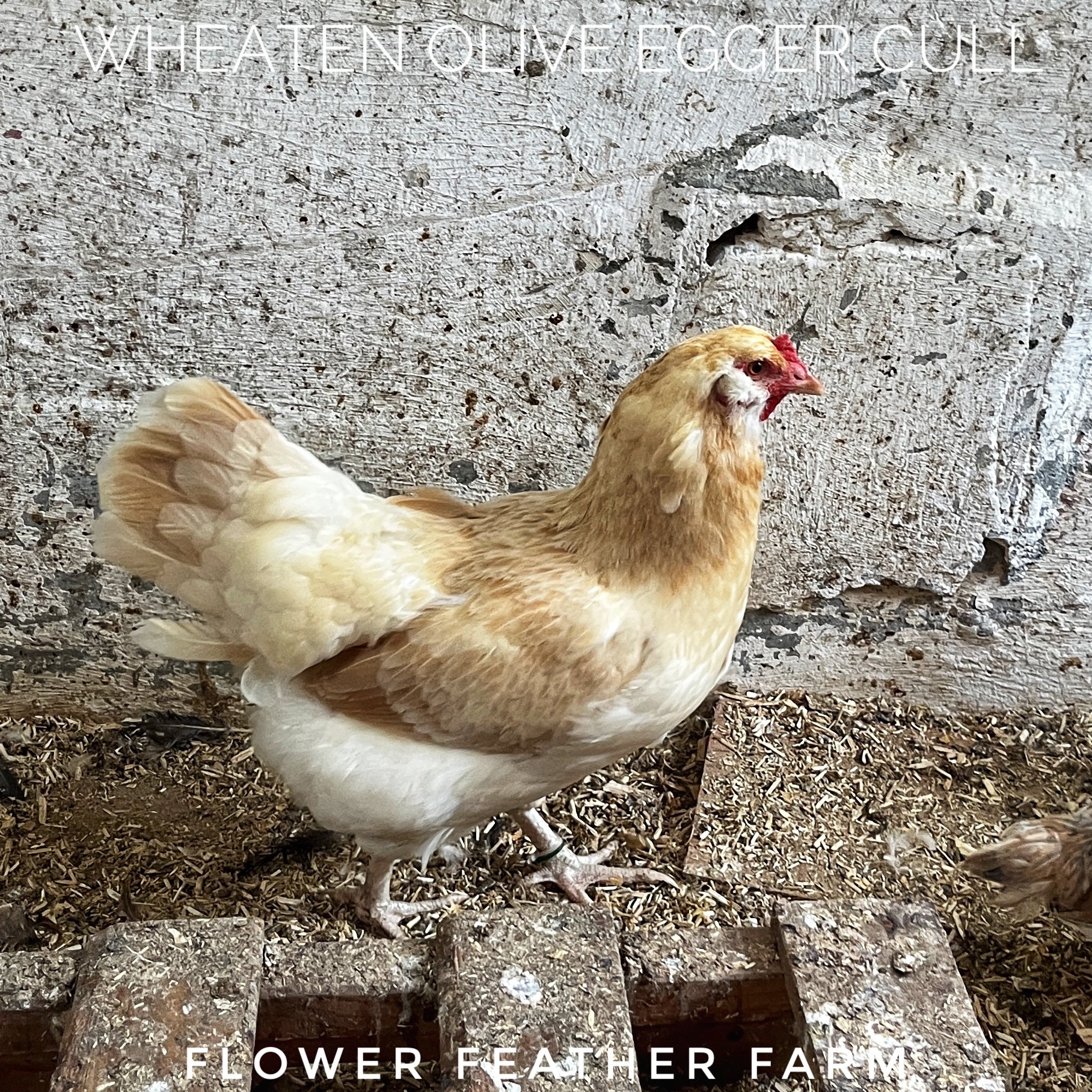 Wheaten Olive Egger Hen at Flower Feather Farm, chicks & dahlias, a chick hatchery nearby